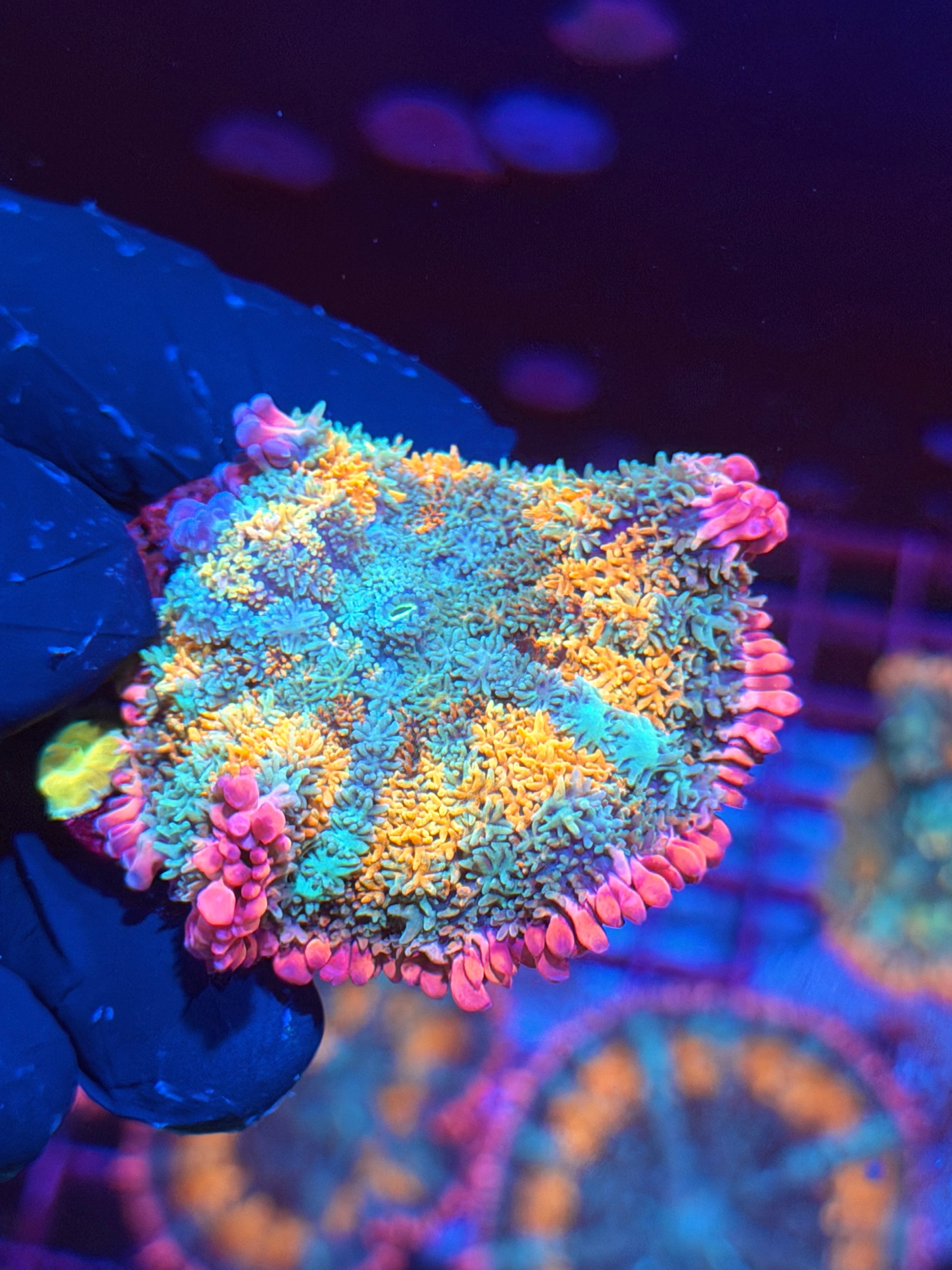 JEA Tropical Paradise Bounce Mushroom Coral Xl 6/4