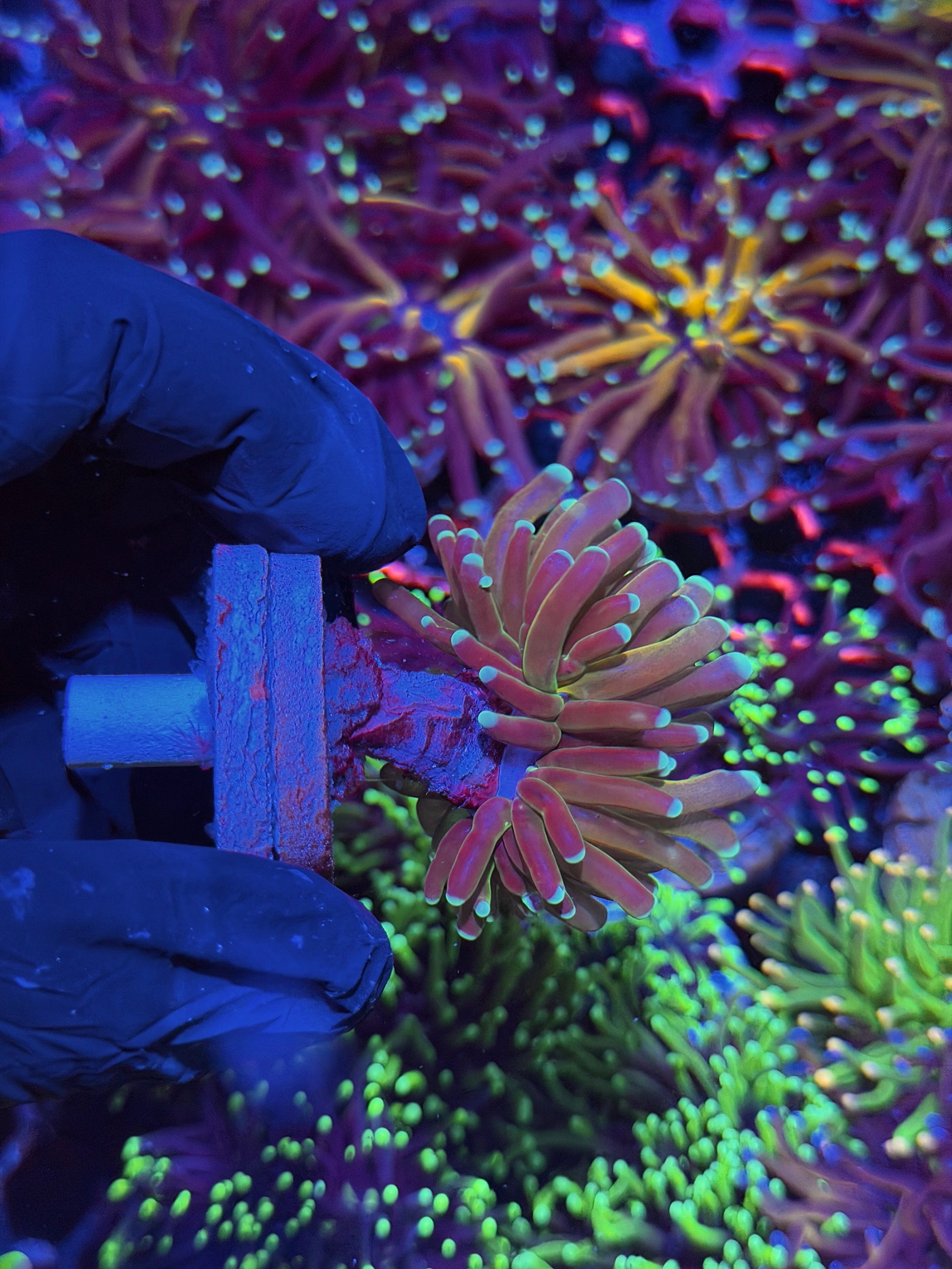 JEA Tiger 2.0 Torch Coral 1 XL Head