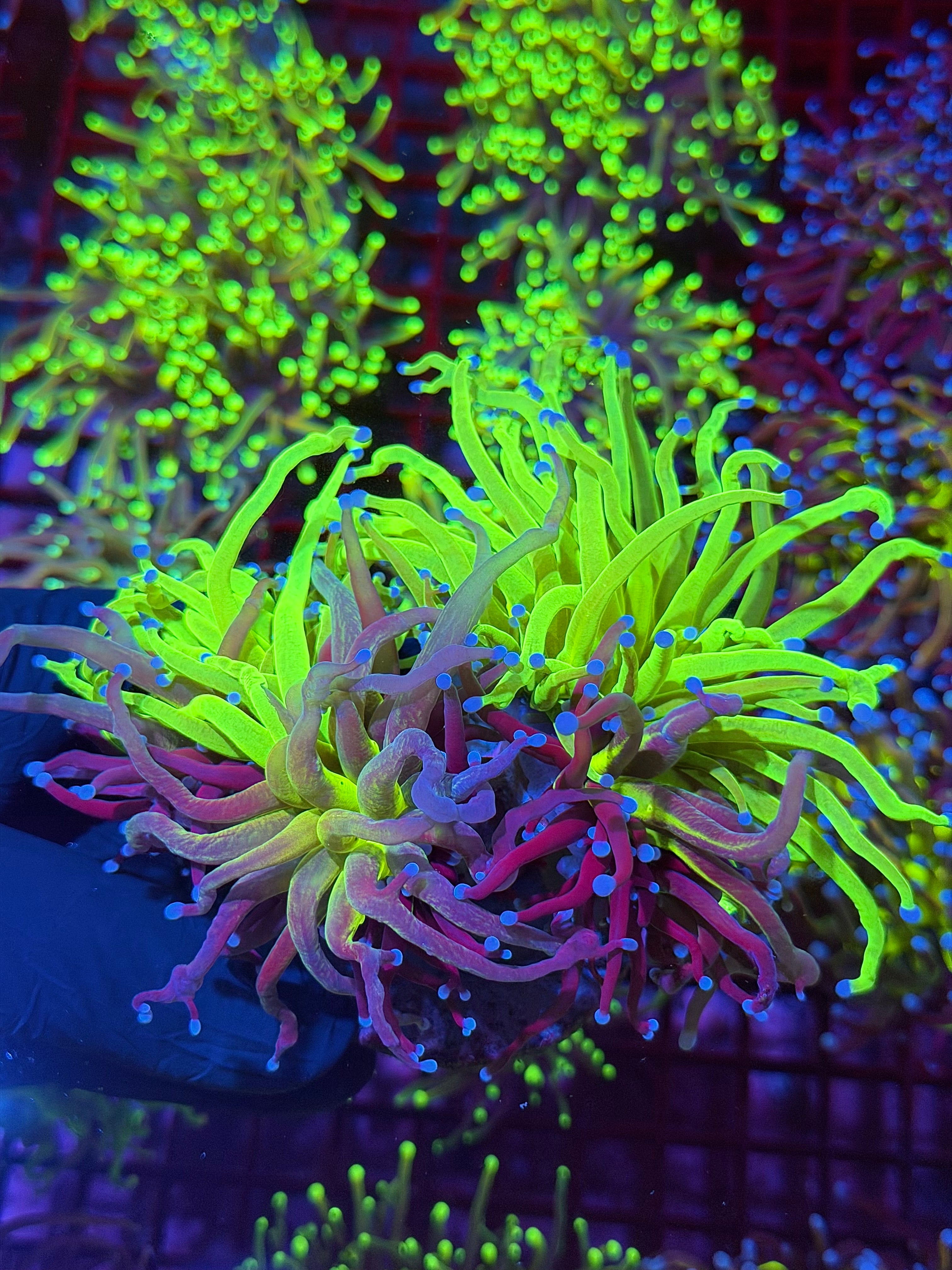 Insane Grafted Holy Grail Torch Coral 2 XXXL Heads Splitting to 3 *Collectors Piece* 8/7