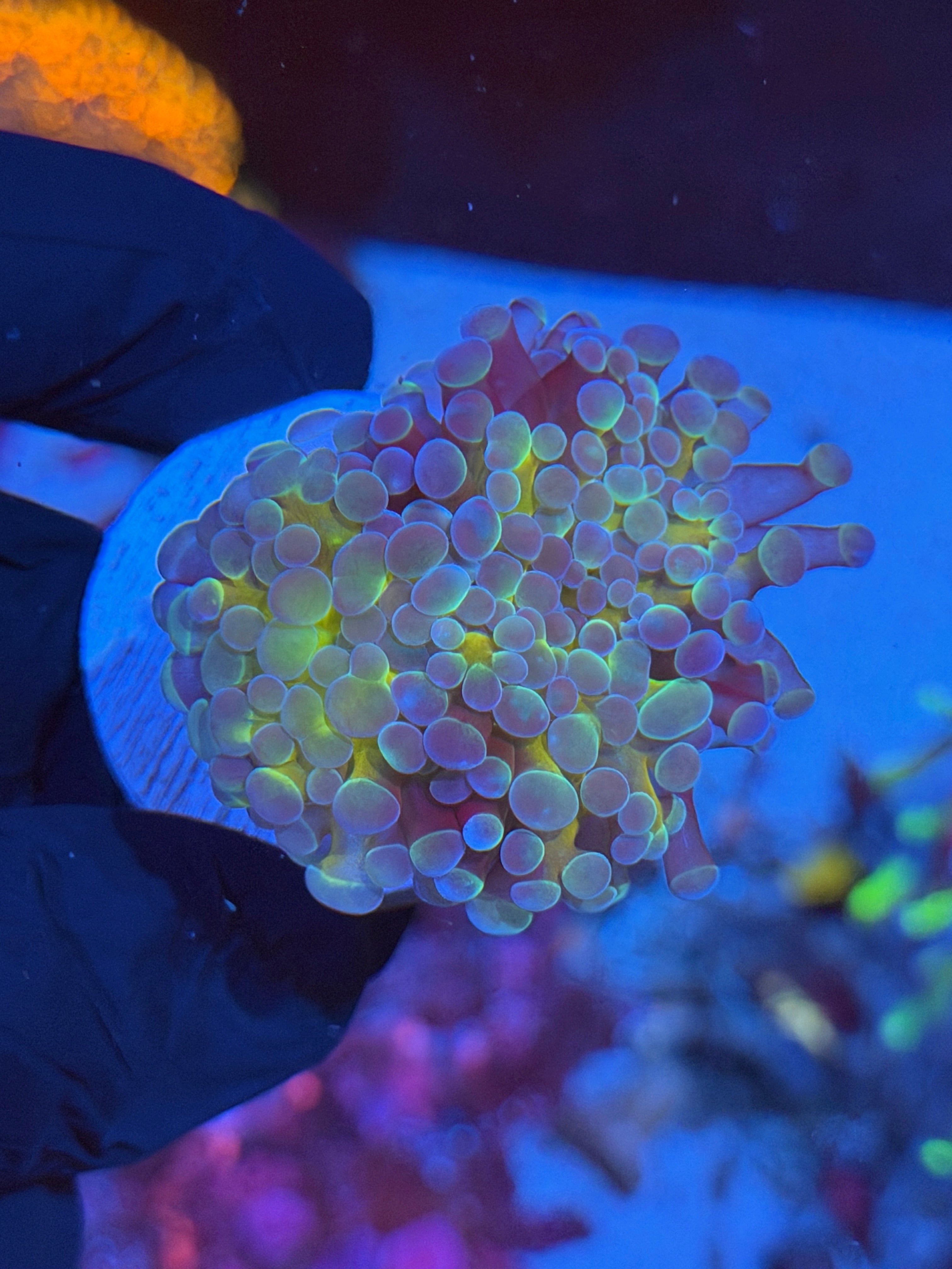JEA 24K Hammer Coral 1 XXL Head Splitting to 3