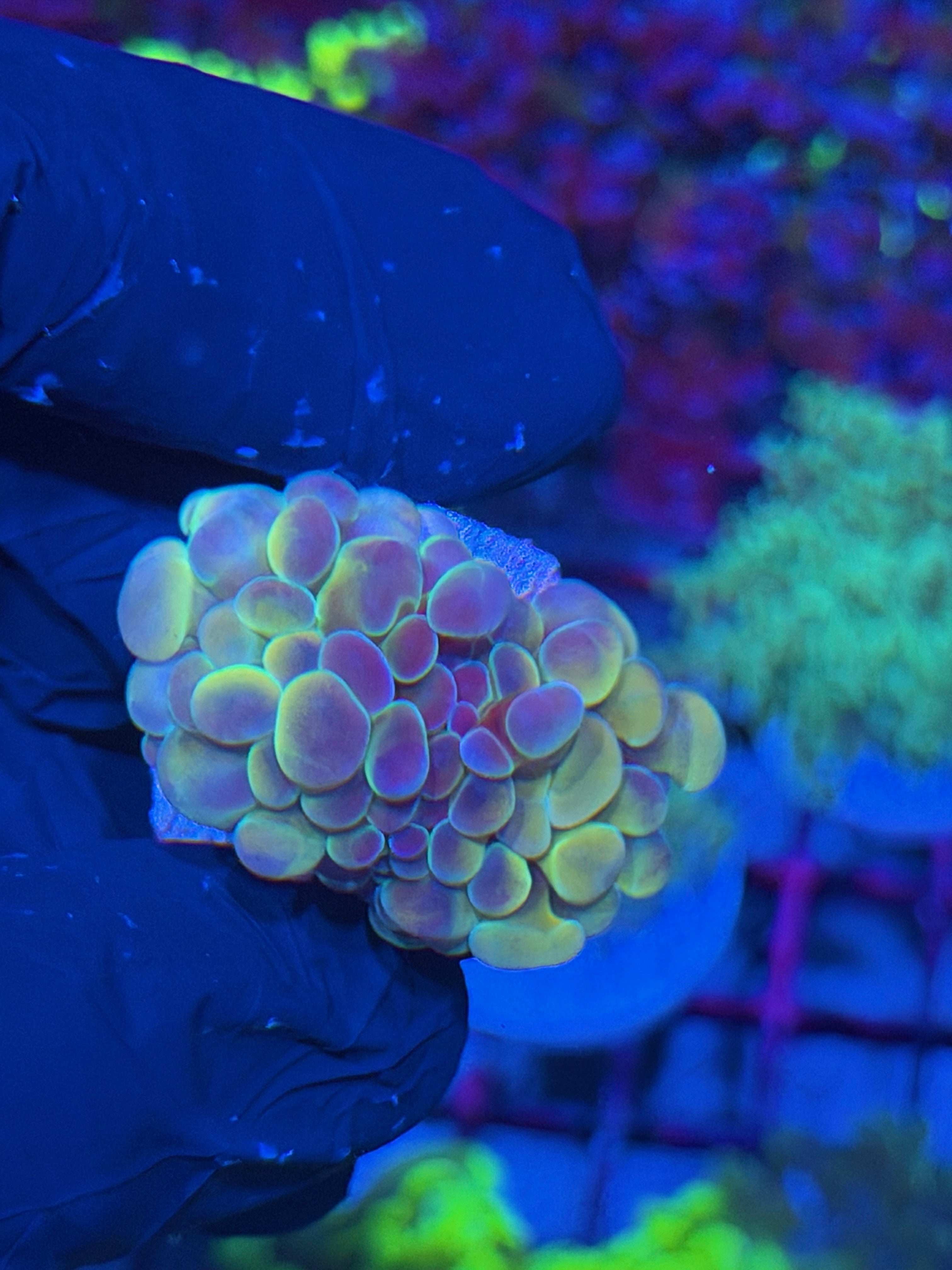 JEA Orange Holo Hammer Coral 2 Heads 7/22