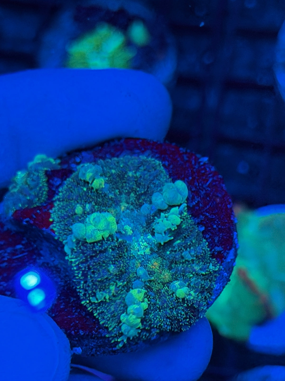 JEA Powerball Bounce Mushroom Coral 9/22