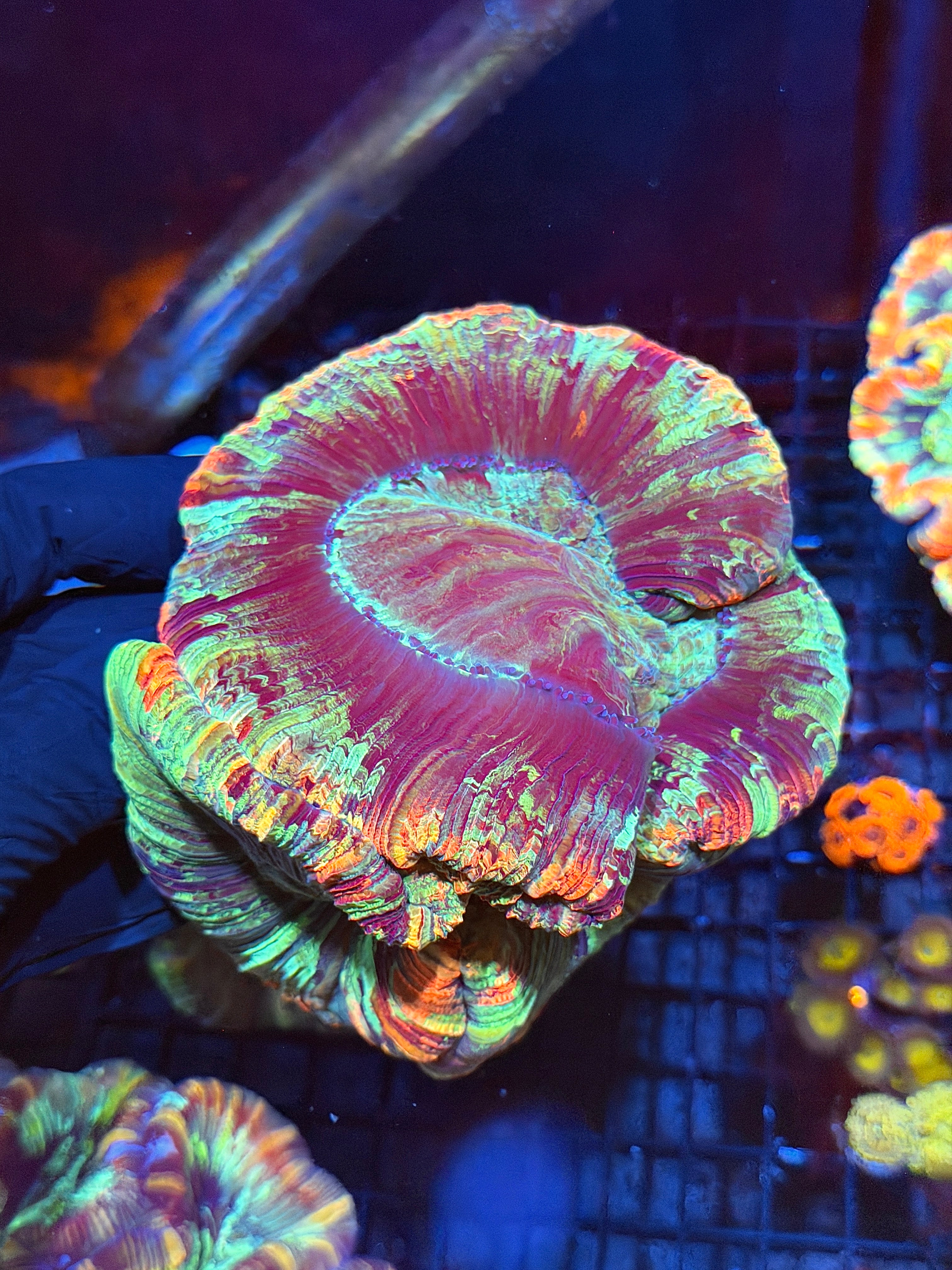 Rainbow Trachyphyllia Meat Coral XXXL Show Piece