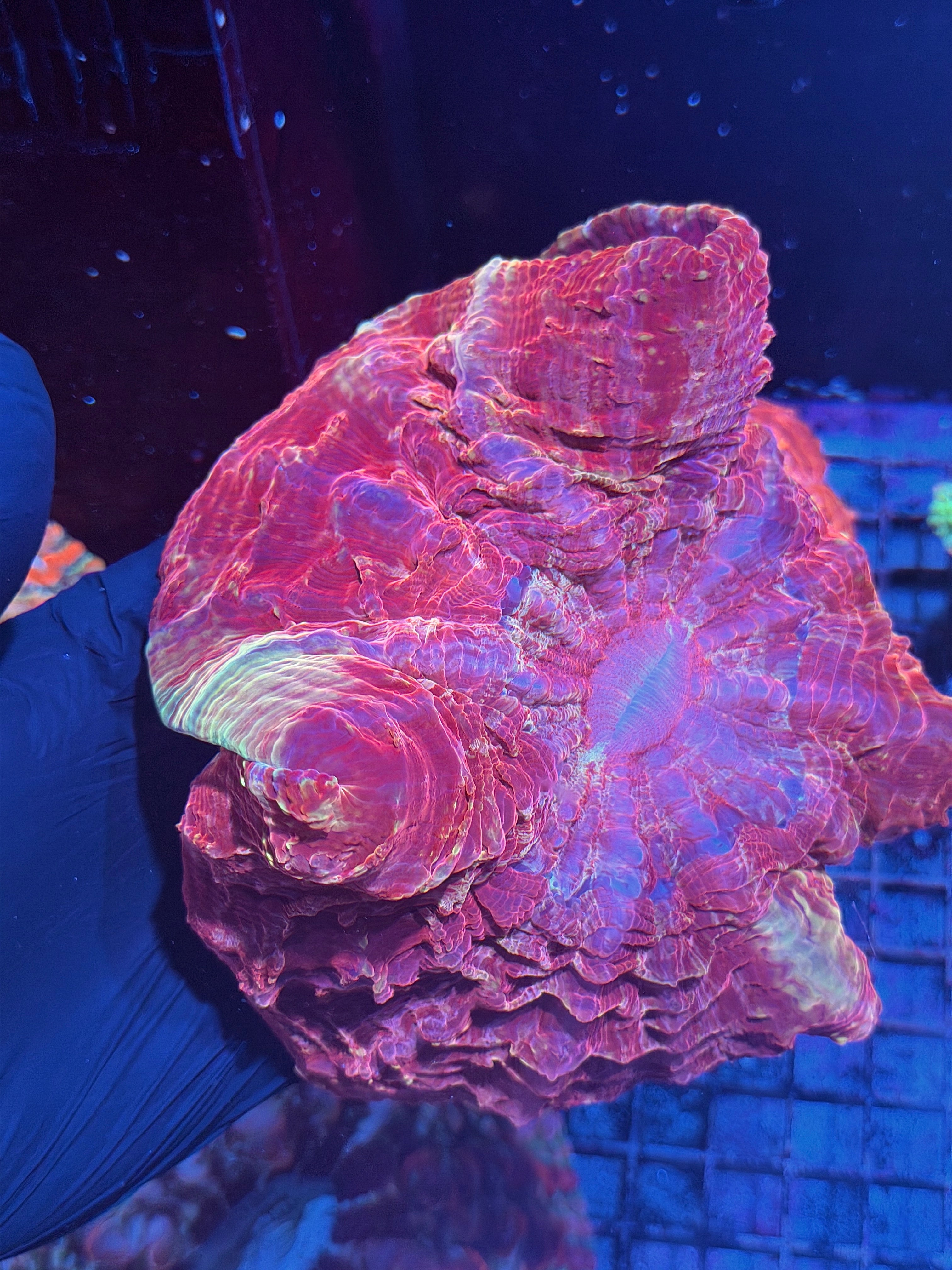 Red / Gold Acanthophyllia Meat Coral XXL