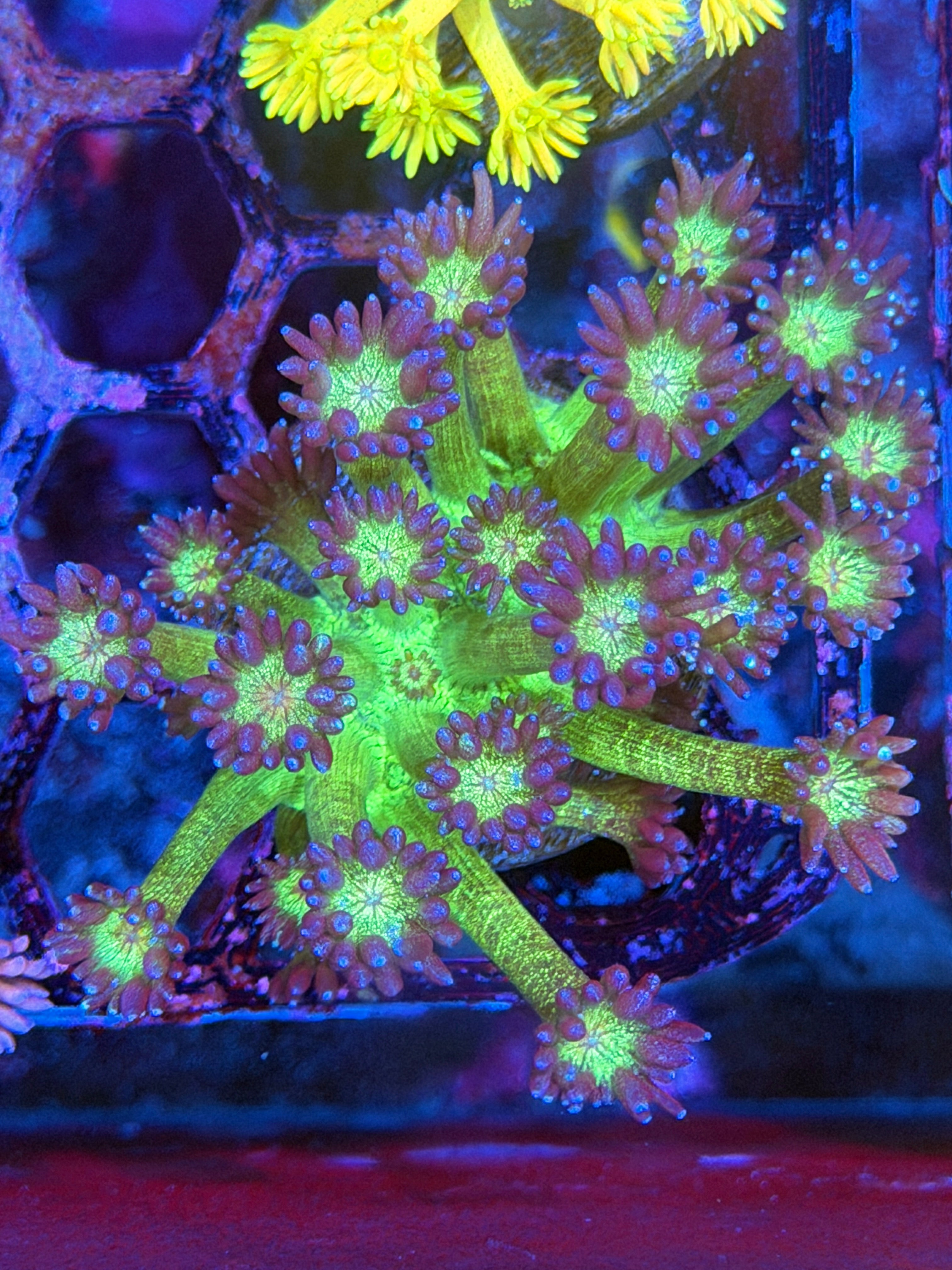 JEA Disco Glitter Goniopora Coral