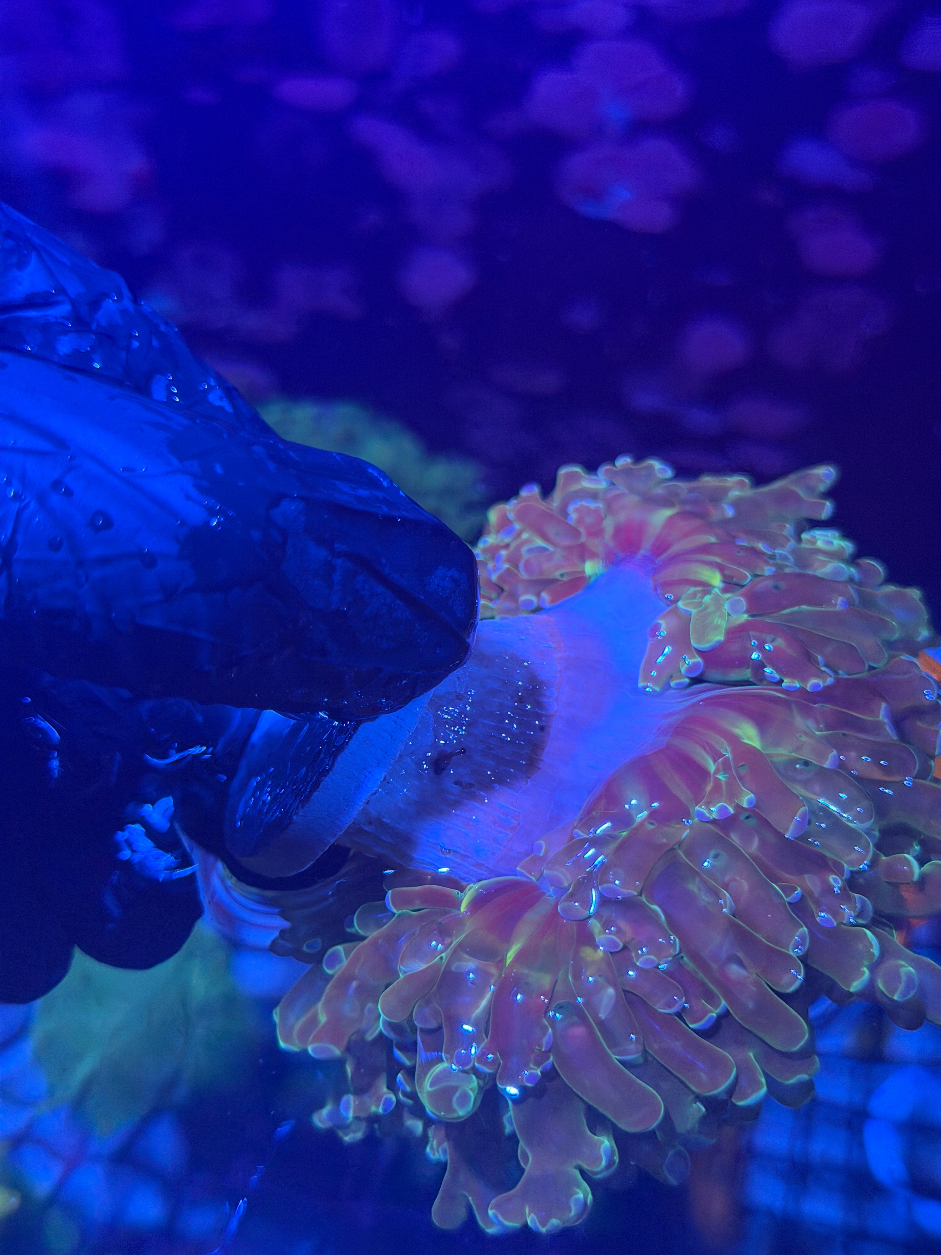 JEA Holy Relic Frogspawn Coral 2 Heads XXXL Show Size 8/7