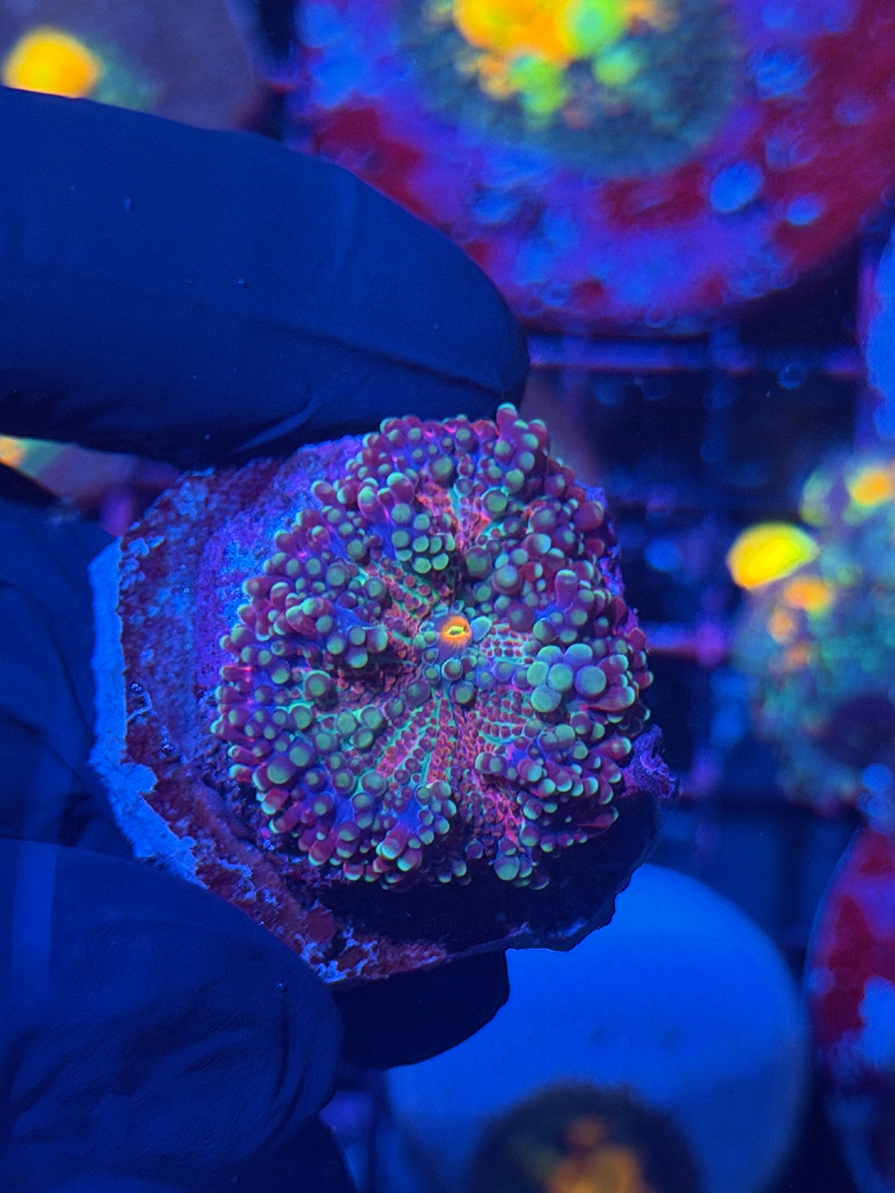 JEA Galaxy Yuma Mushroom Coral 11/28