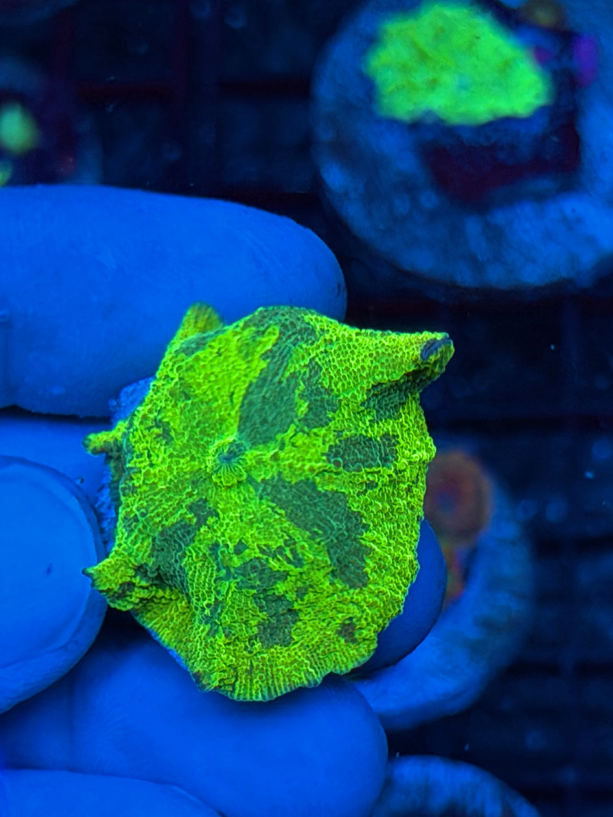 JEA Acid Trip Jawbreaker Mushroom Coral 9/22