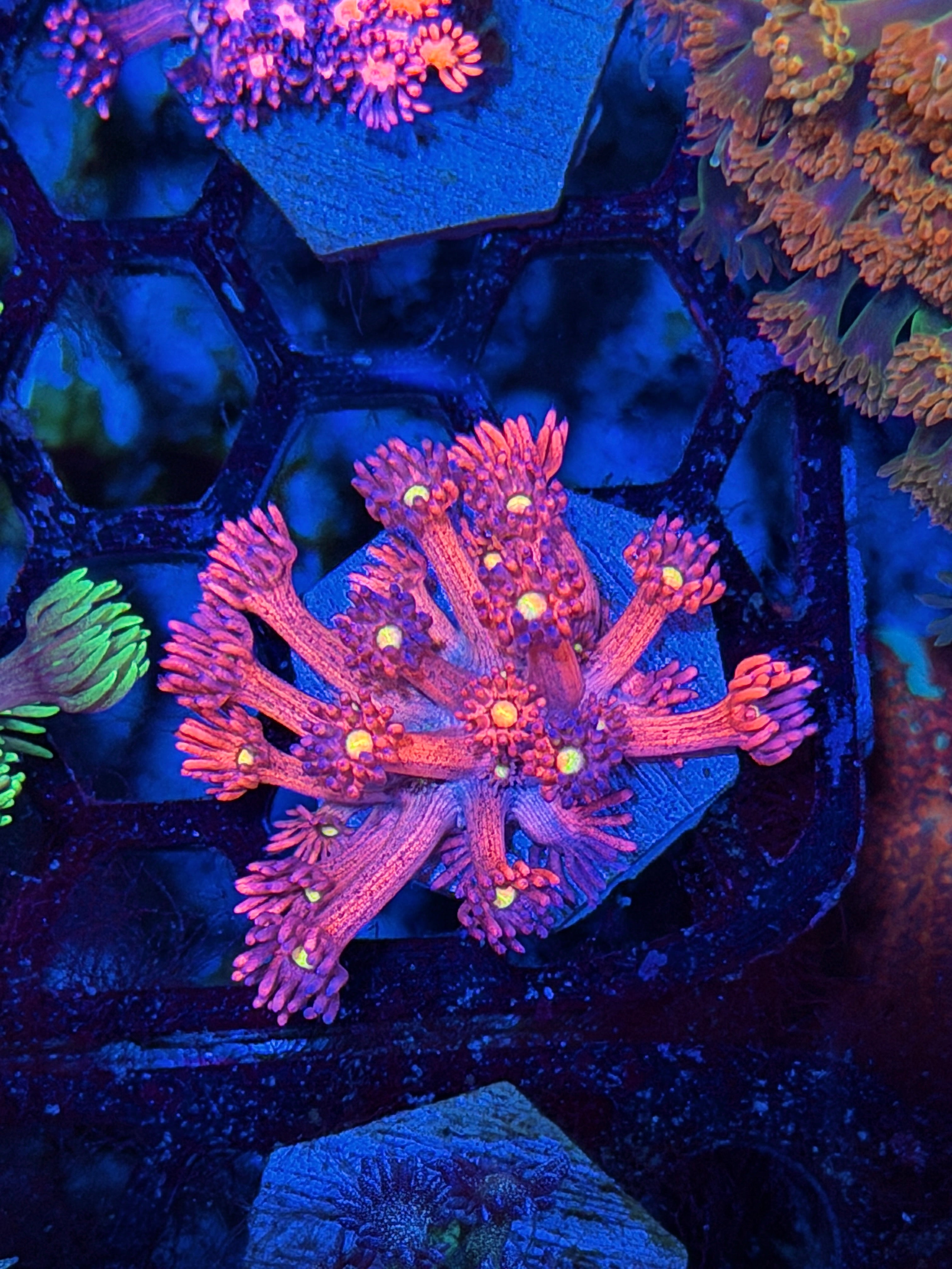 JEA Dragonfruit Goniopora Coral *New Release* 7/22