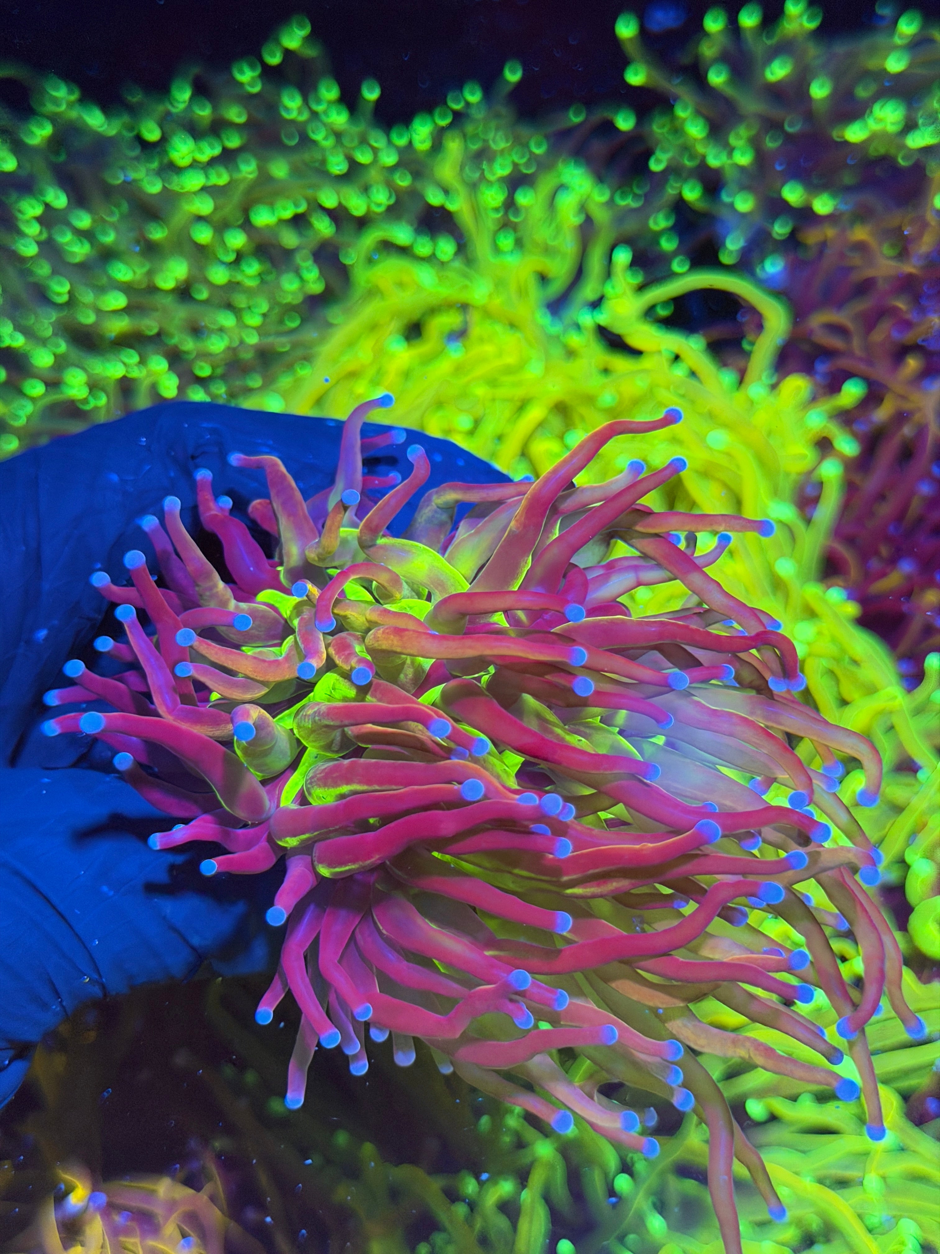 JEA Dragon God Torch Coral 1 Splitting XL Head