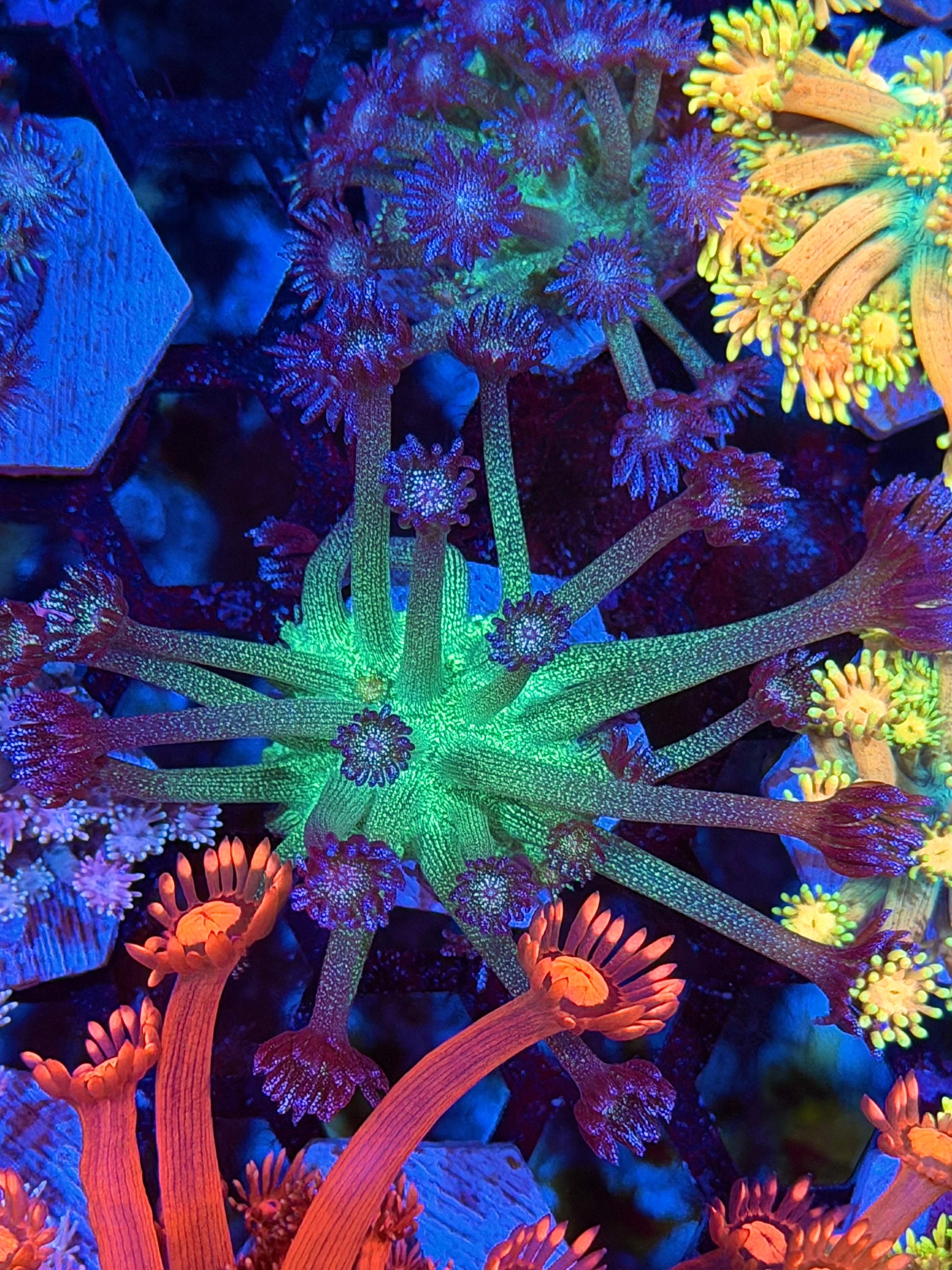 JEA Black Widow Glitter Goniopora Coral *New Release*