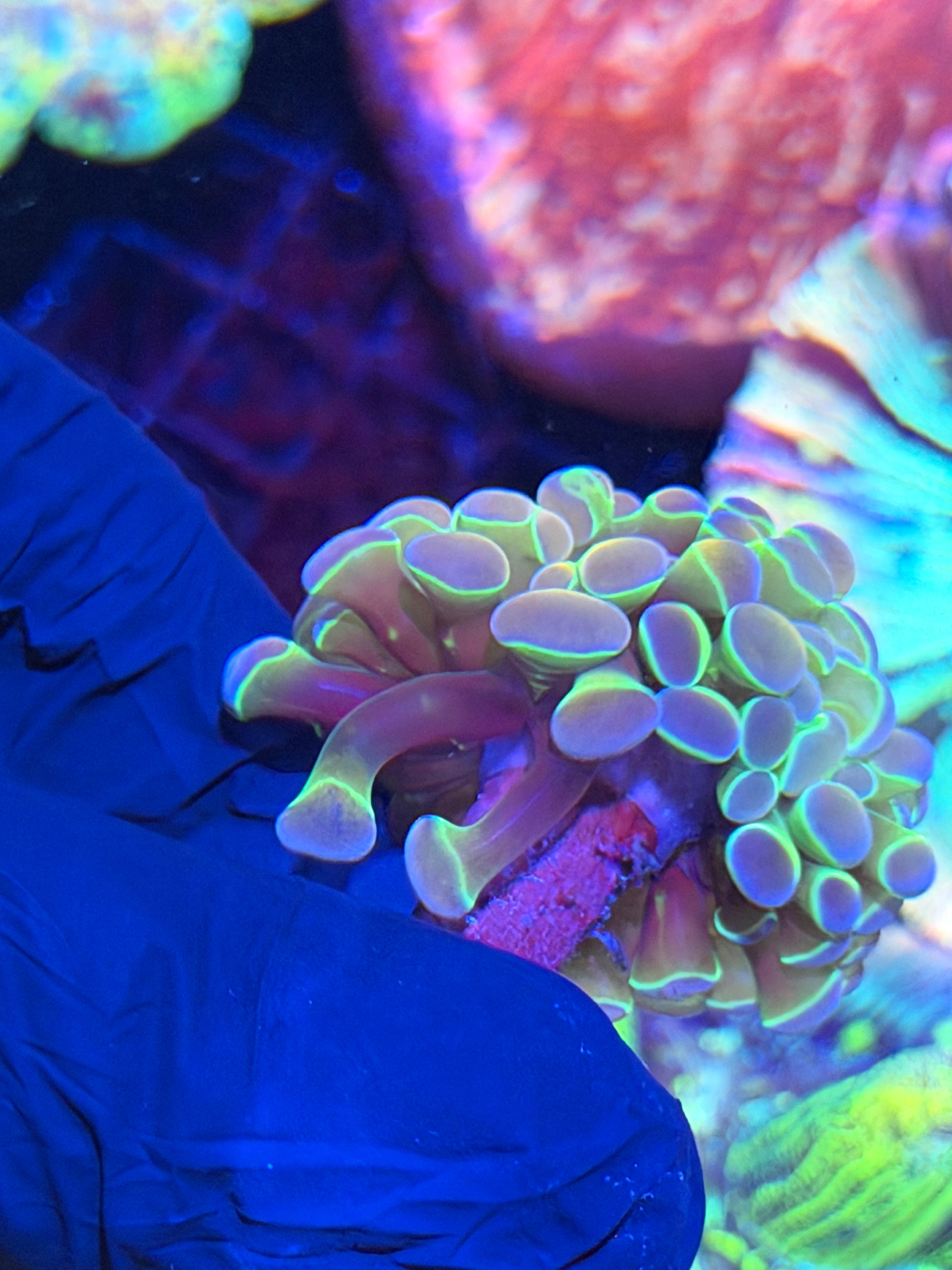 JEA Rainbow Dreams Hammer Coral 2 Heads Splitting XL