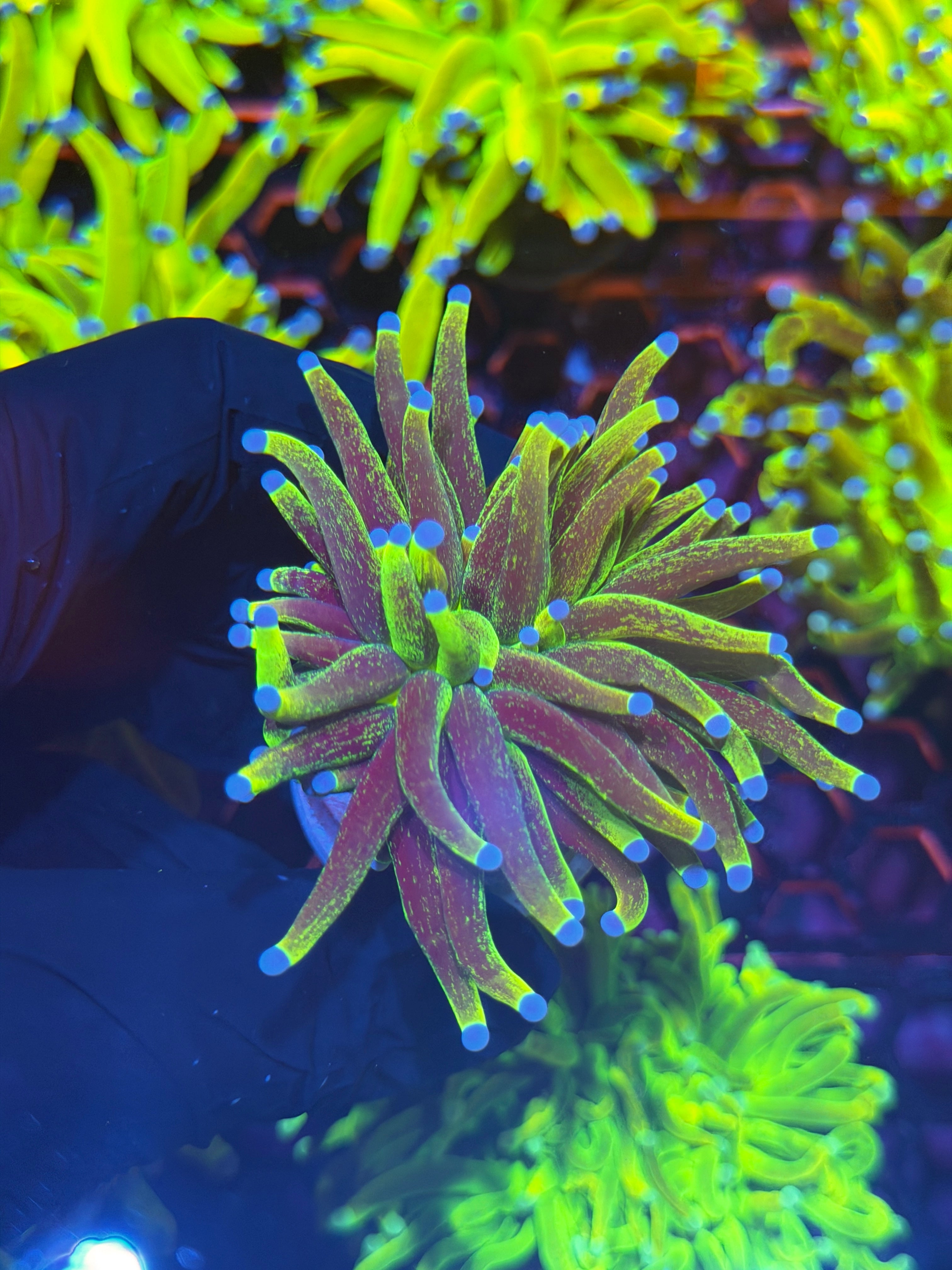 JEA Grafted Glitter Holy Grail 1 XL Head 2/24