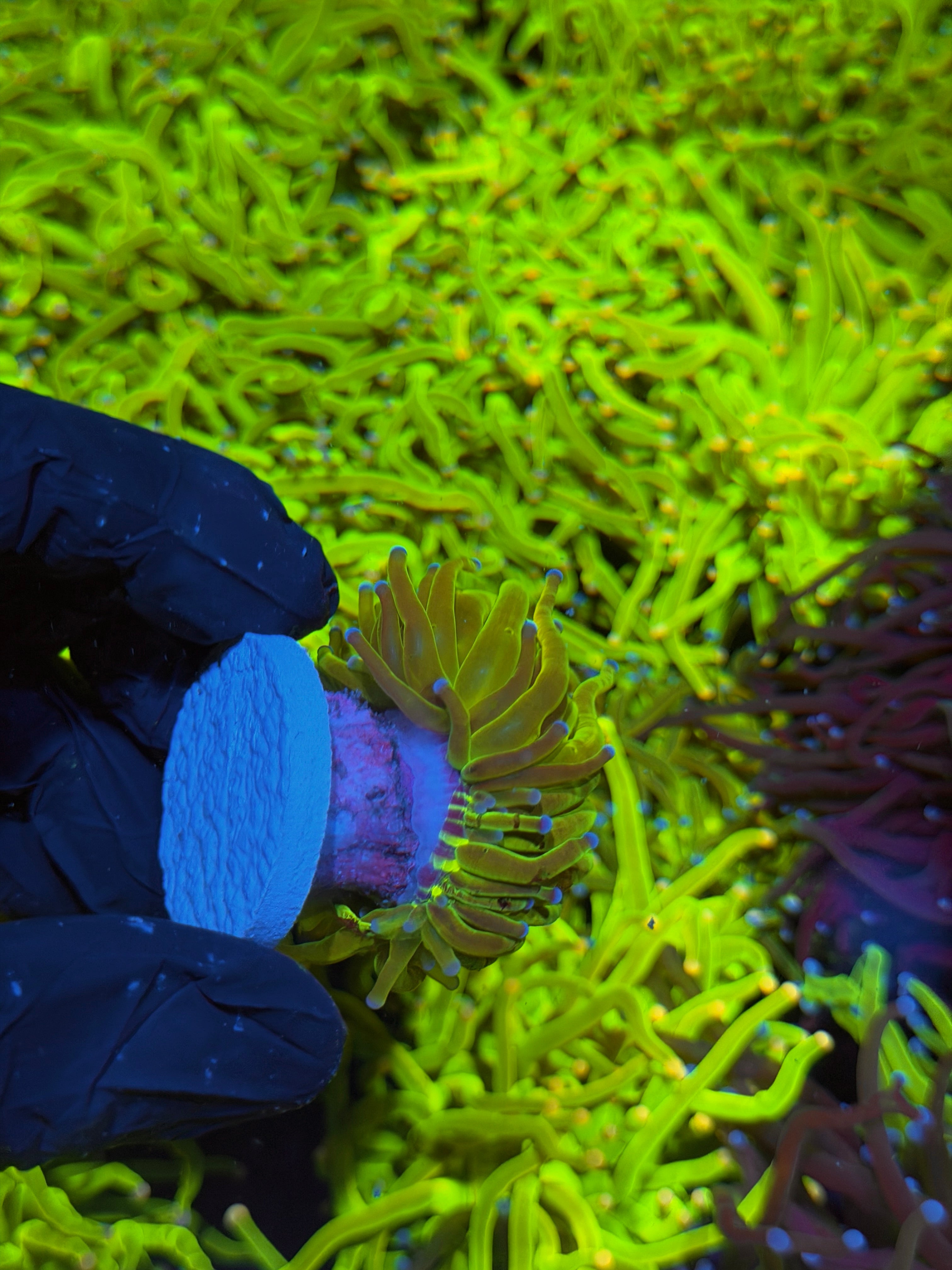 JEA Yellow Holy Grail Torch Coral 1 XL Head Splitting 7/15