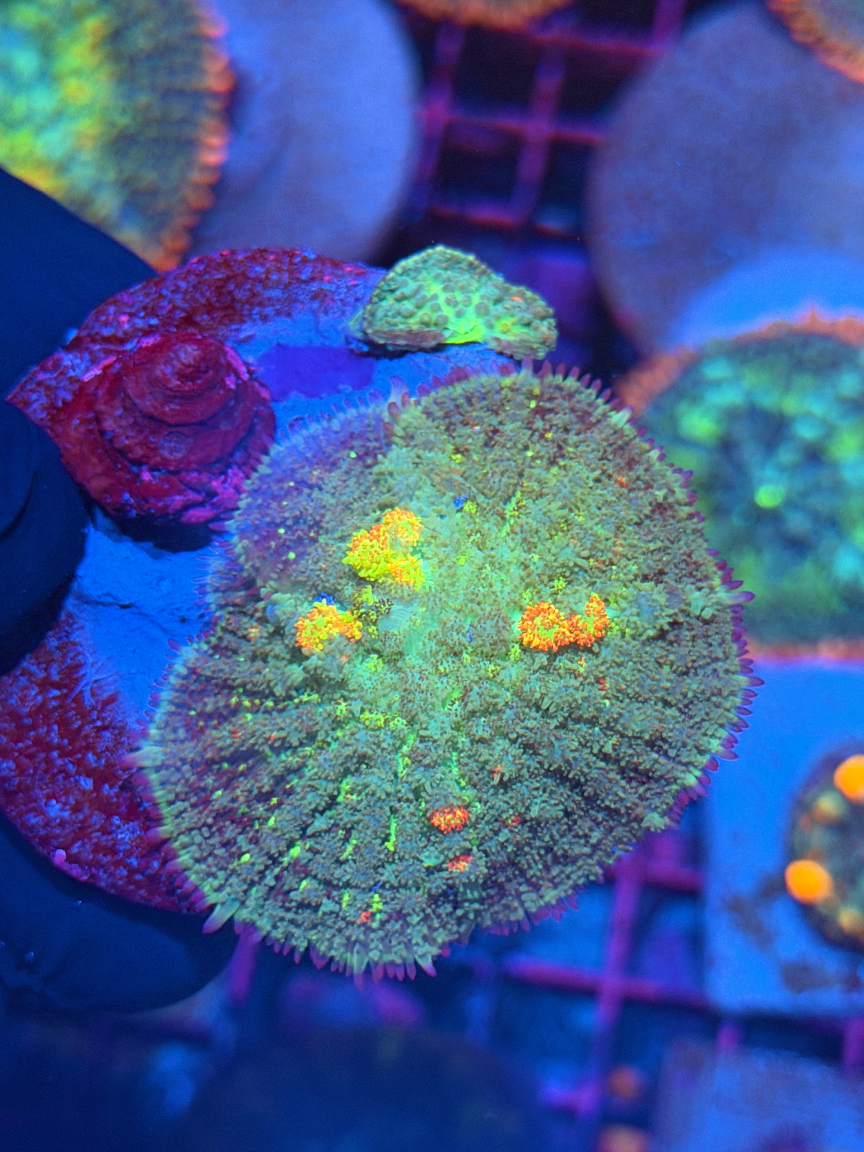 JEA Earthbender Mushroom Coral XL 2” 2/24