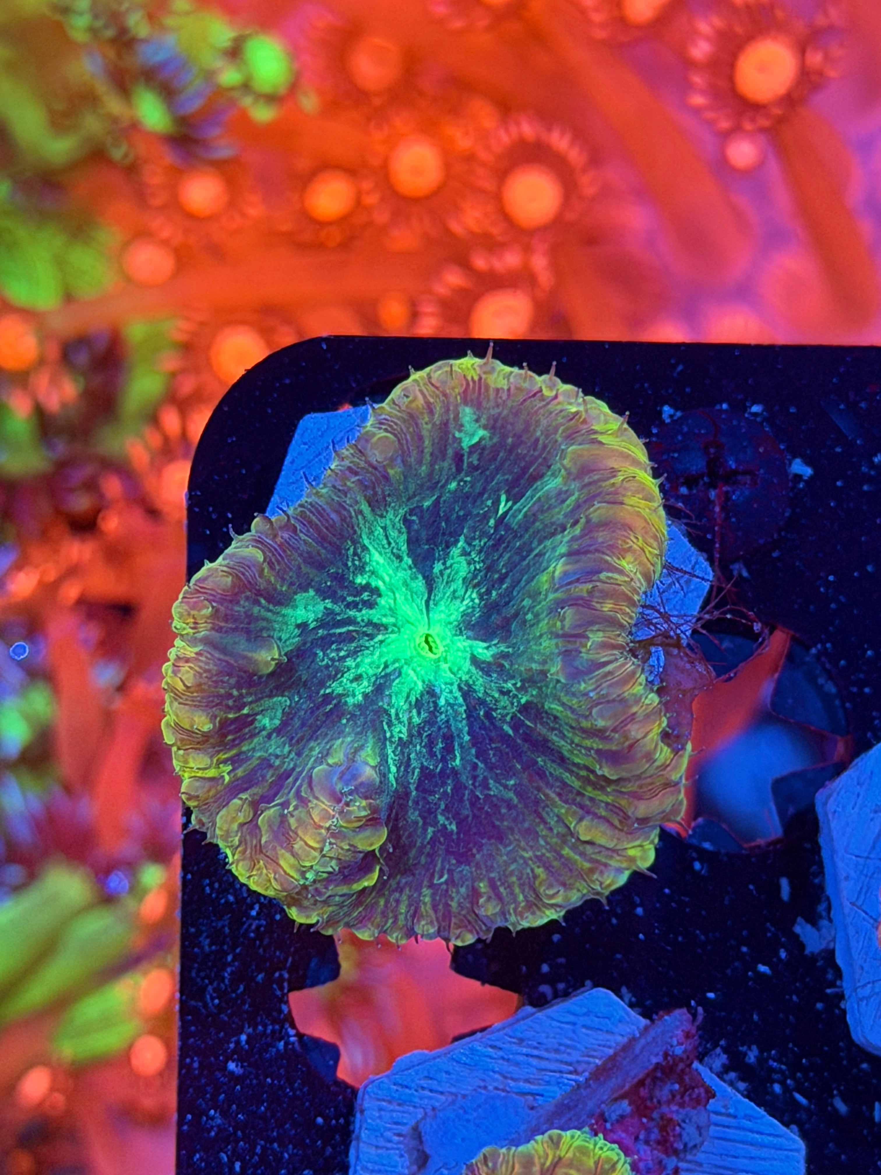 JEA Mind Fuck Blastomussa Coral 1 XXL Head *New Release*