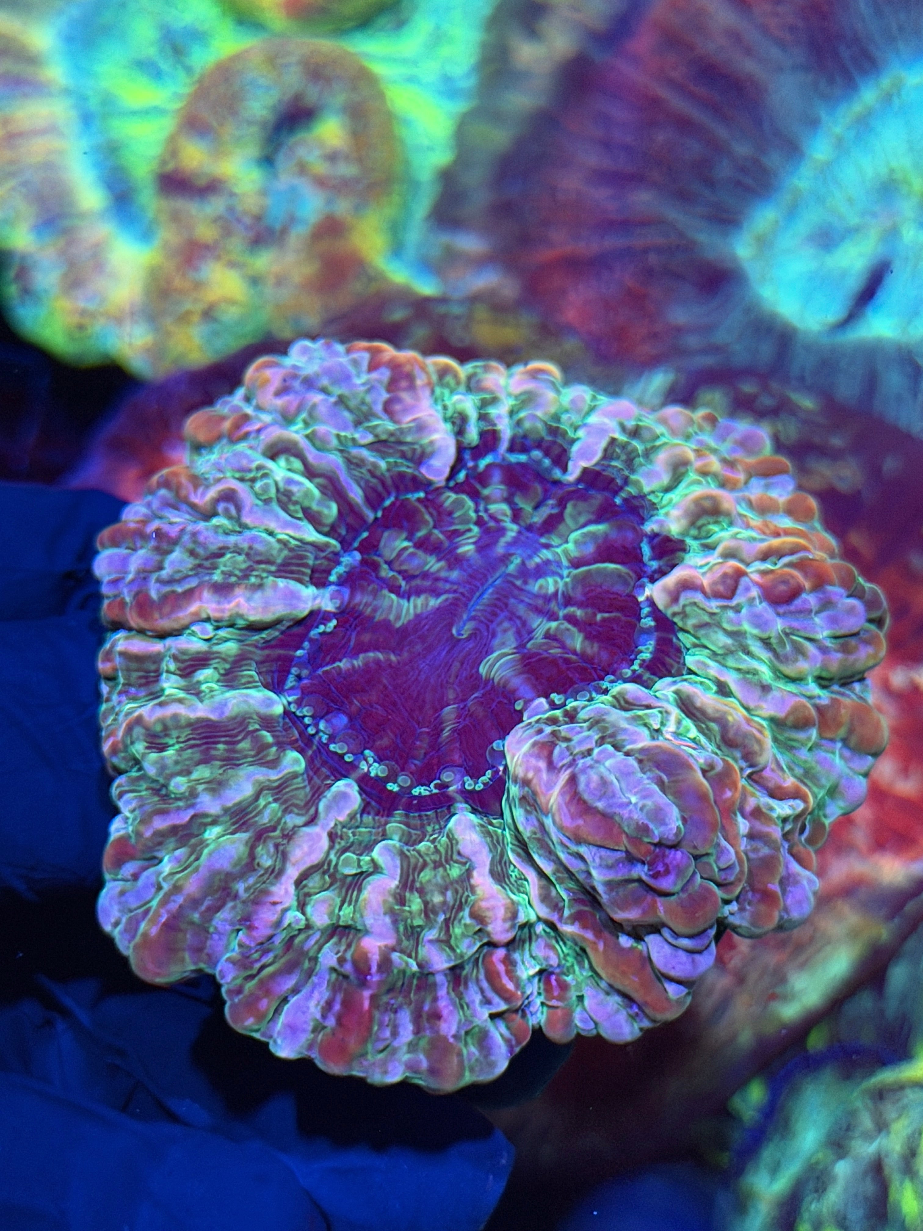 Rainbow Indophyllia Meat Coral XL
