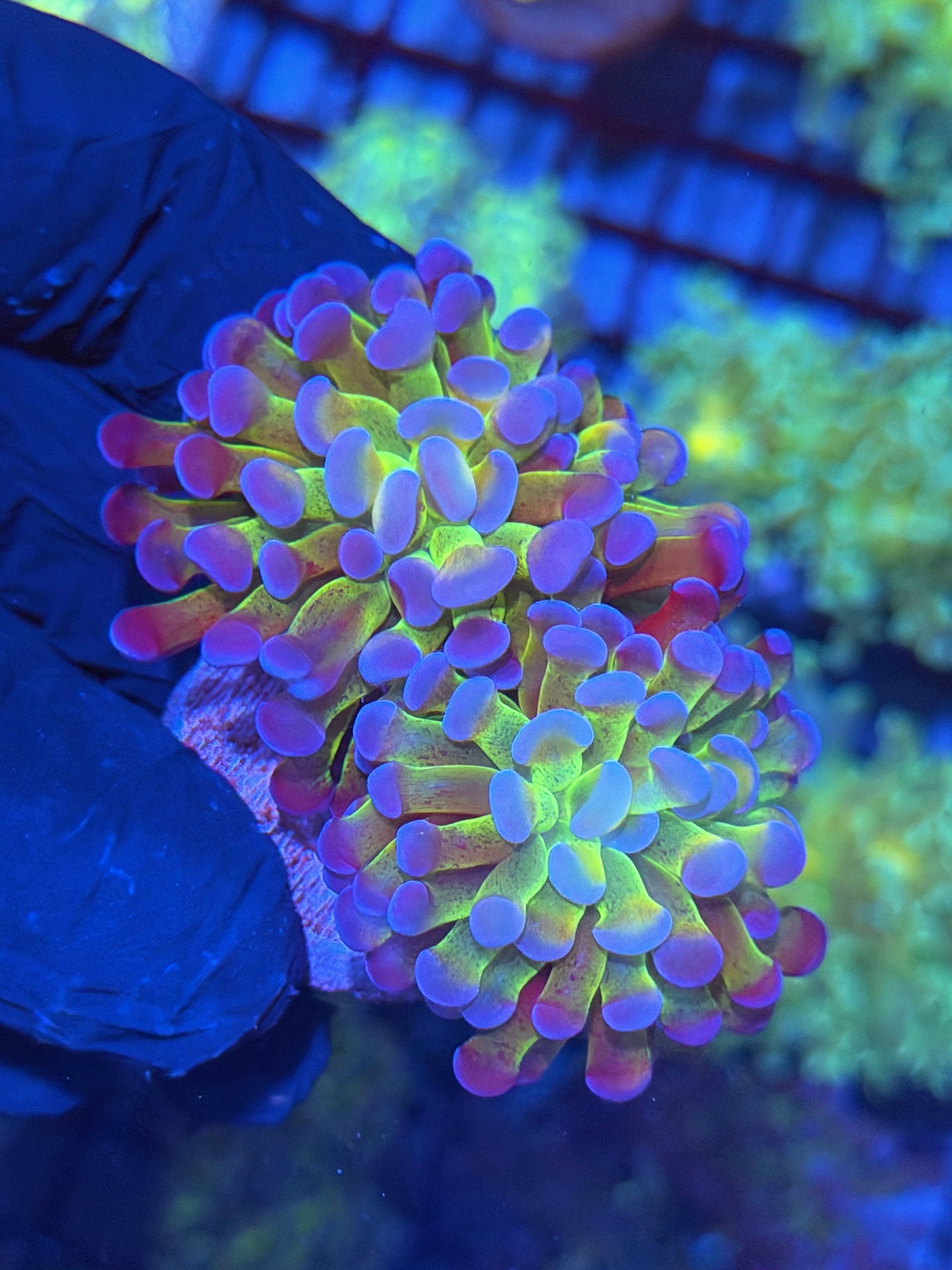 JEA Freakshow Hammer CorAL 2 Heads XL 11/28