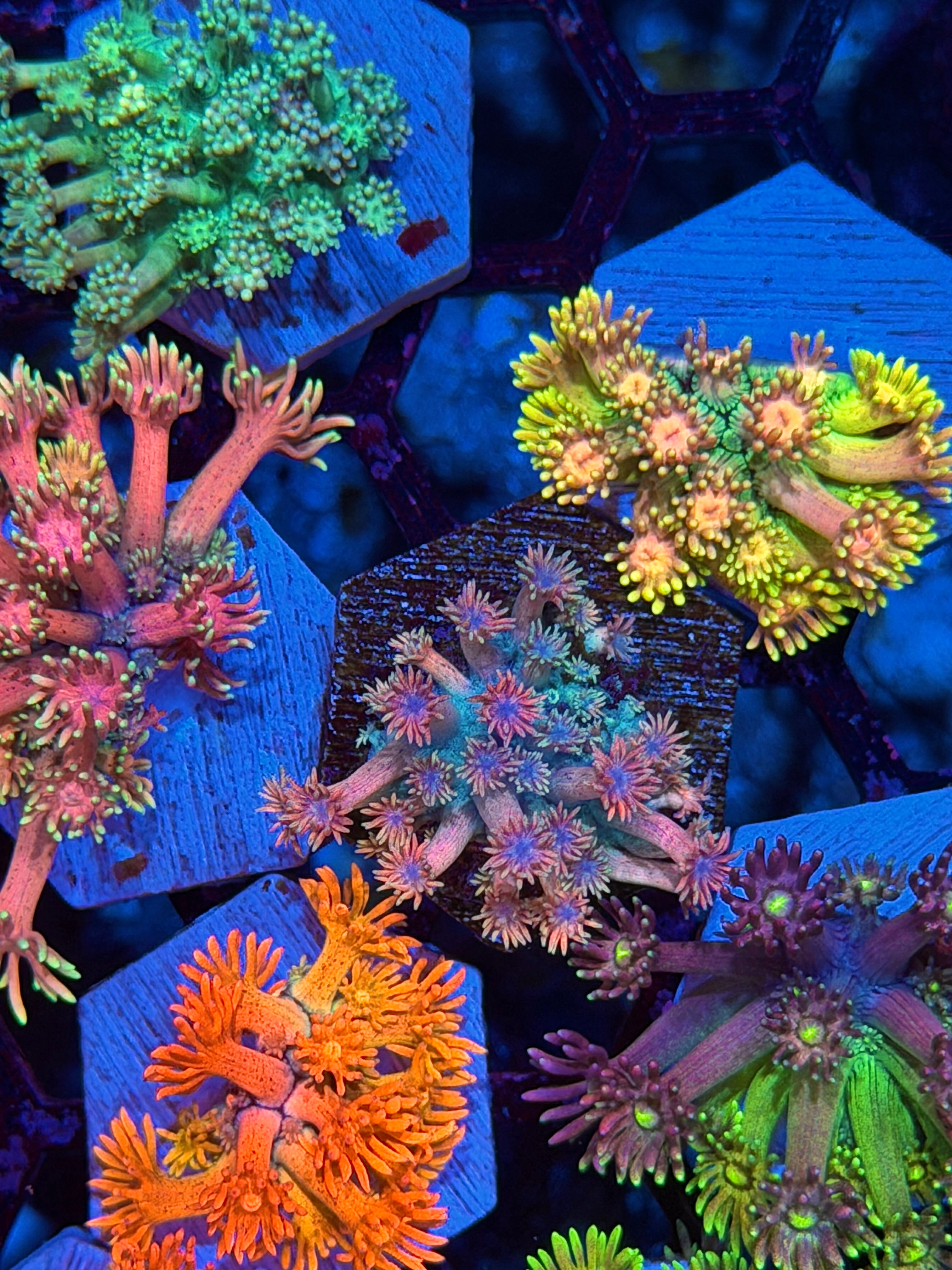 JEA Fairy Fart Goniopora Coral *New Release*