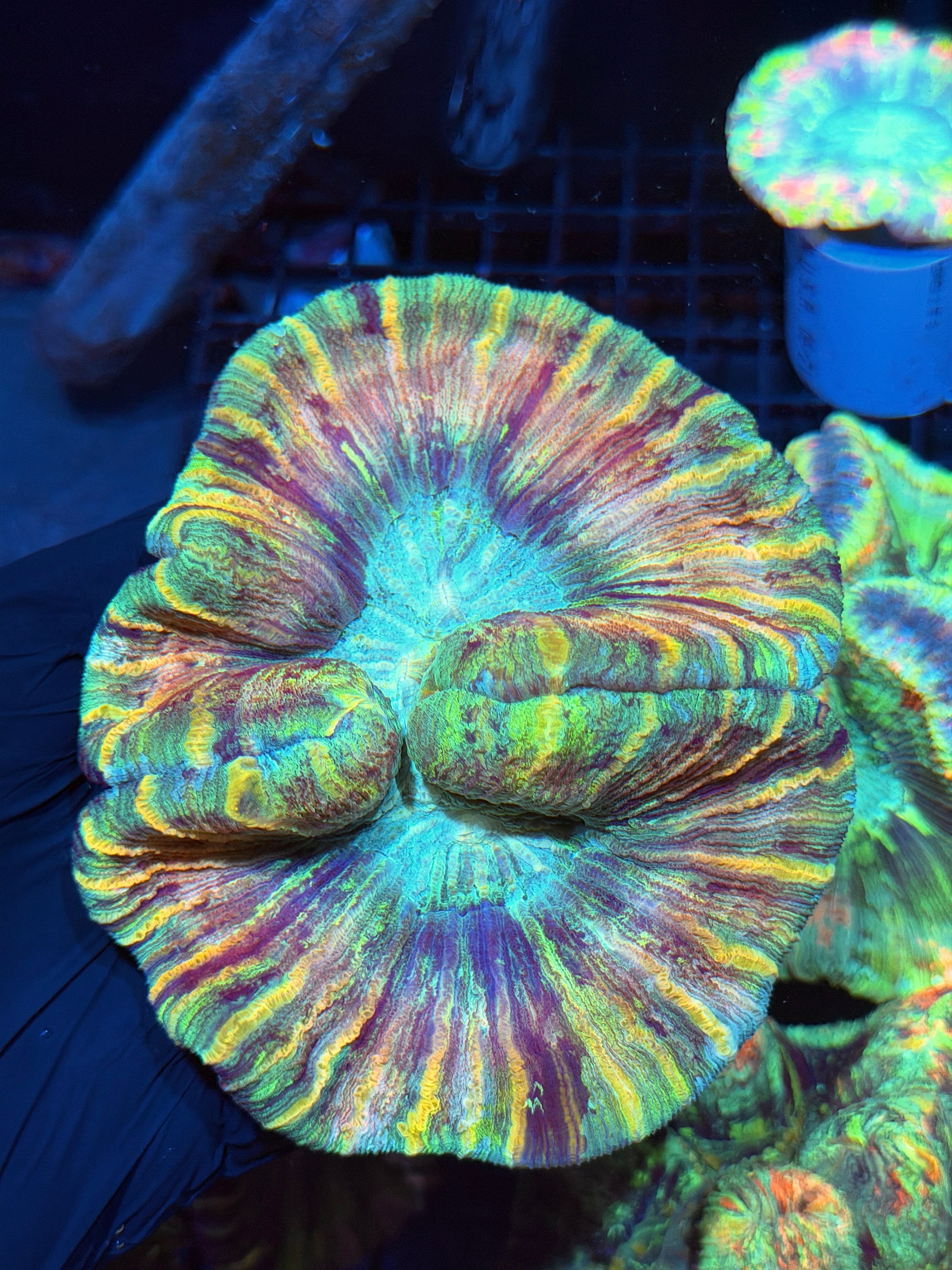 Striped Rainbow Trachyphyllia Meat Coral XXL 6/4
