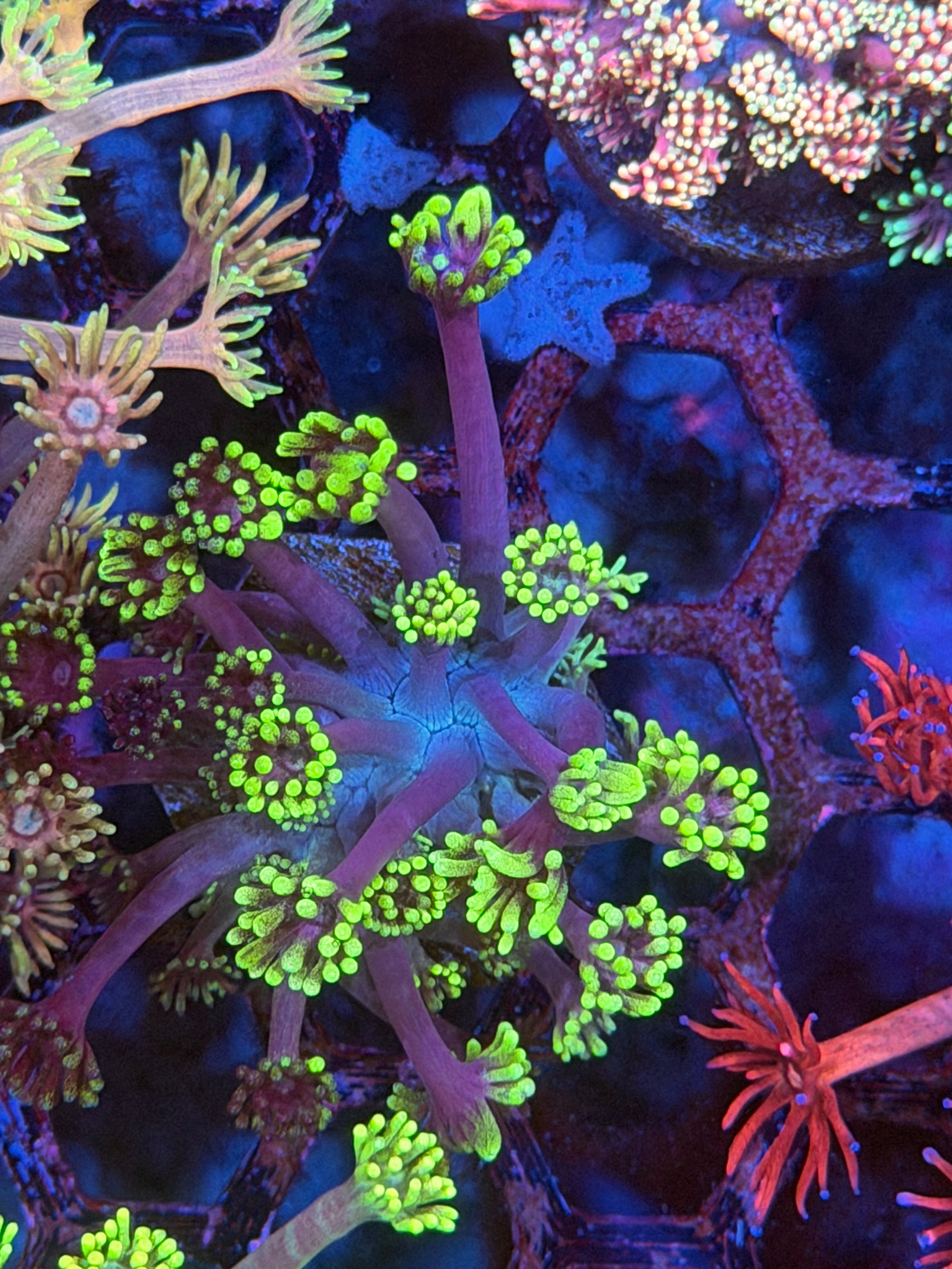 JEA Zombie Breath Goniopora Coral 12/1