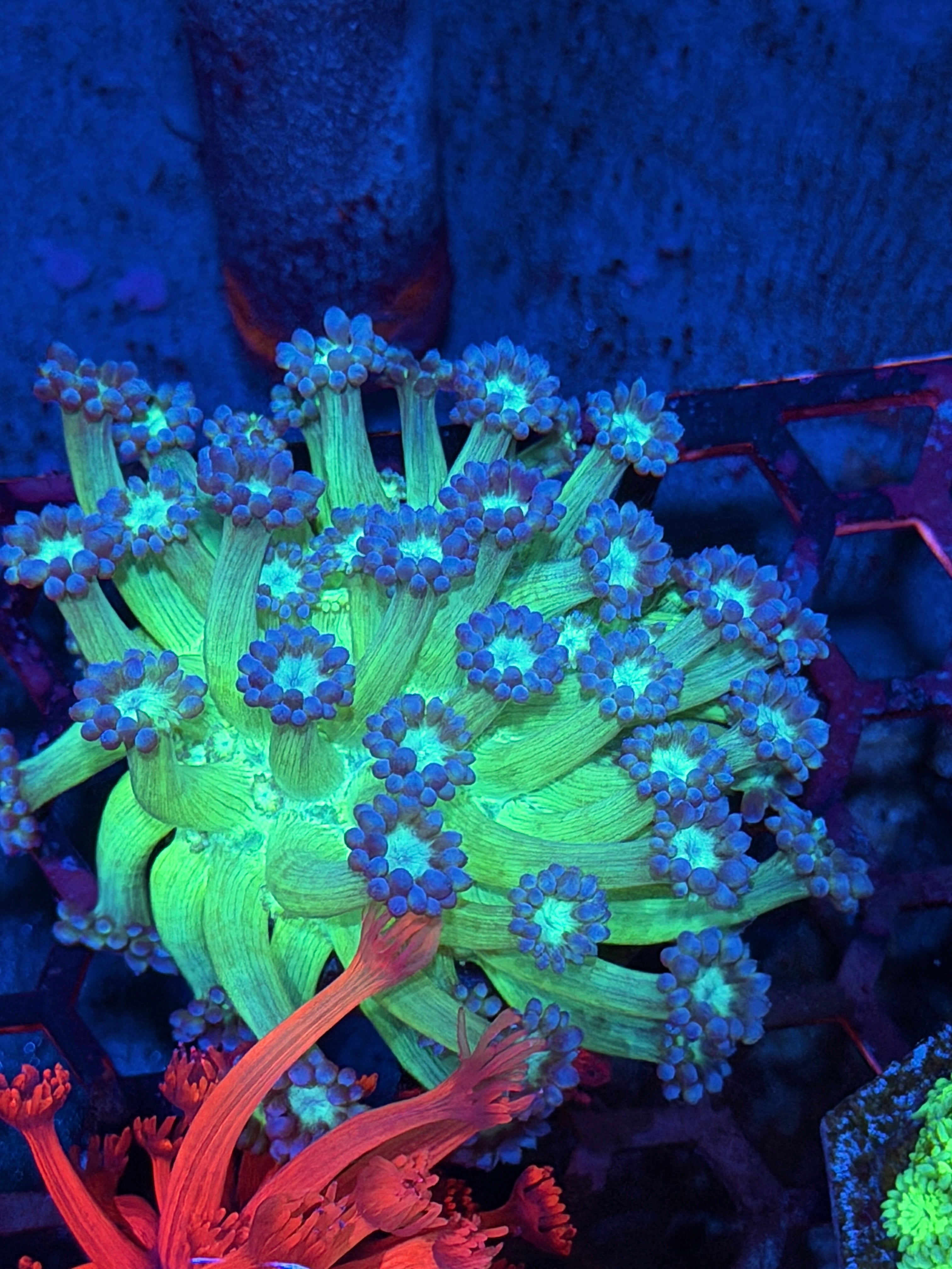 JEA Green Glow Alveopora Mini Colony XL 7/21