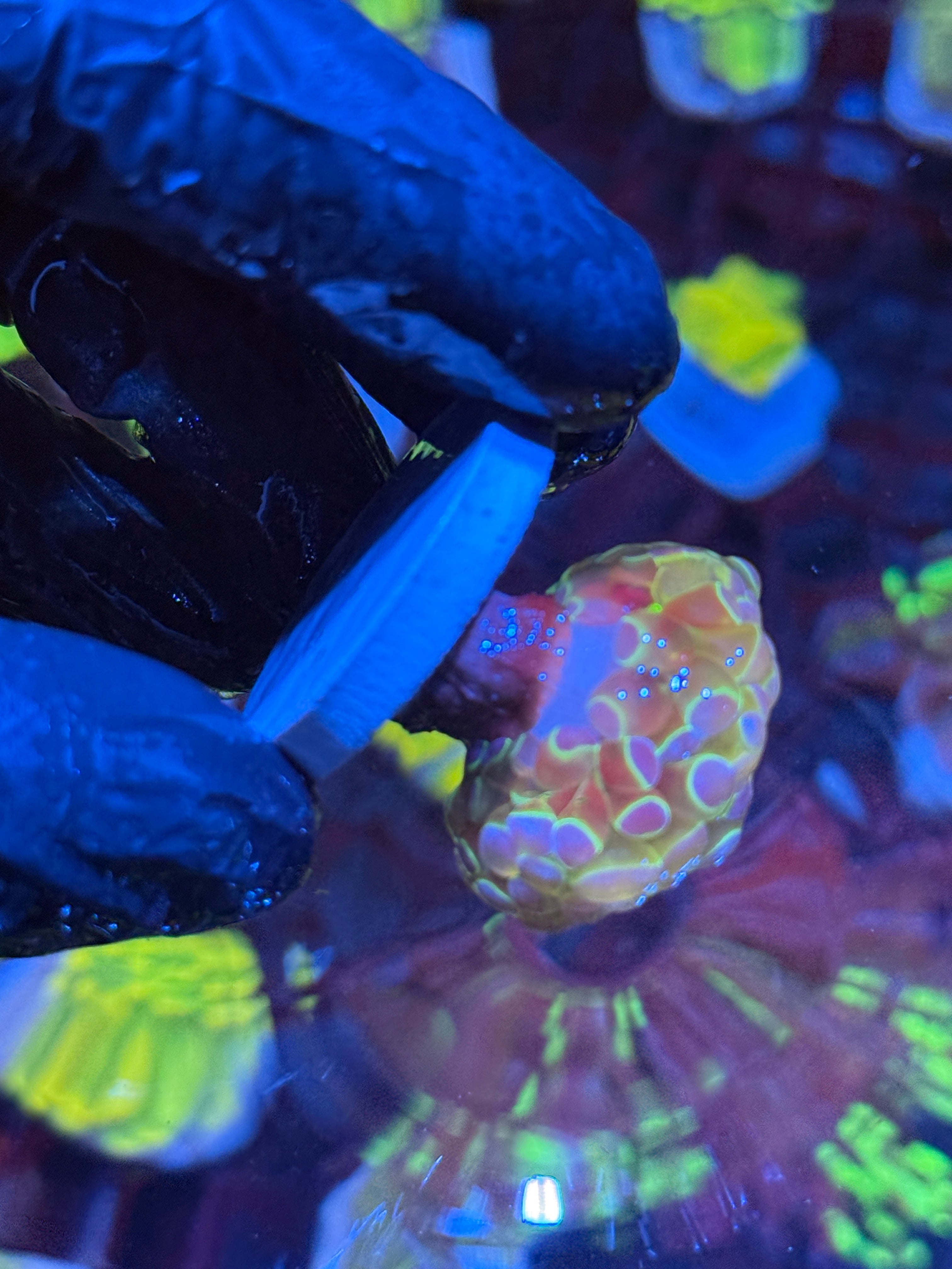 JEA Rainbow Holo Splatter Hammer Coral 10/2