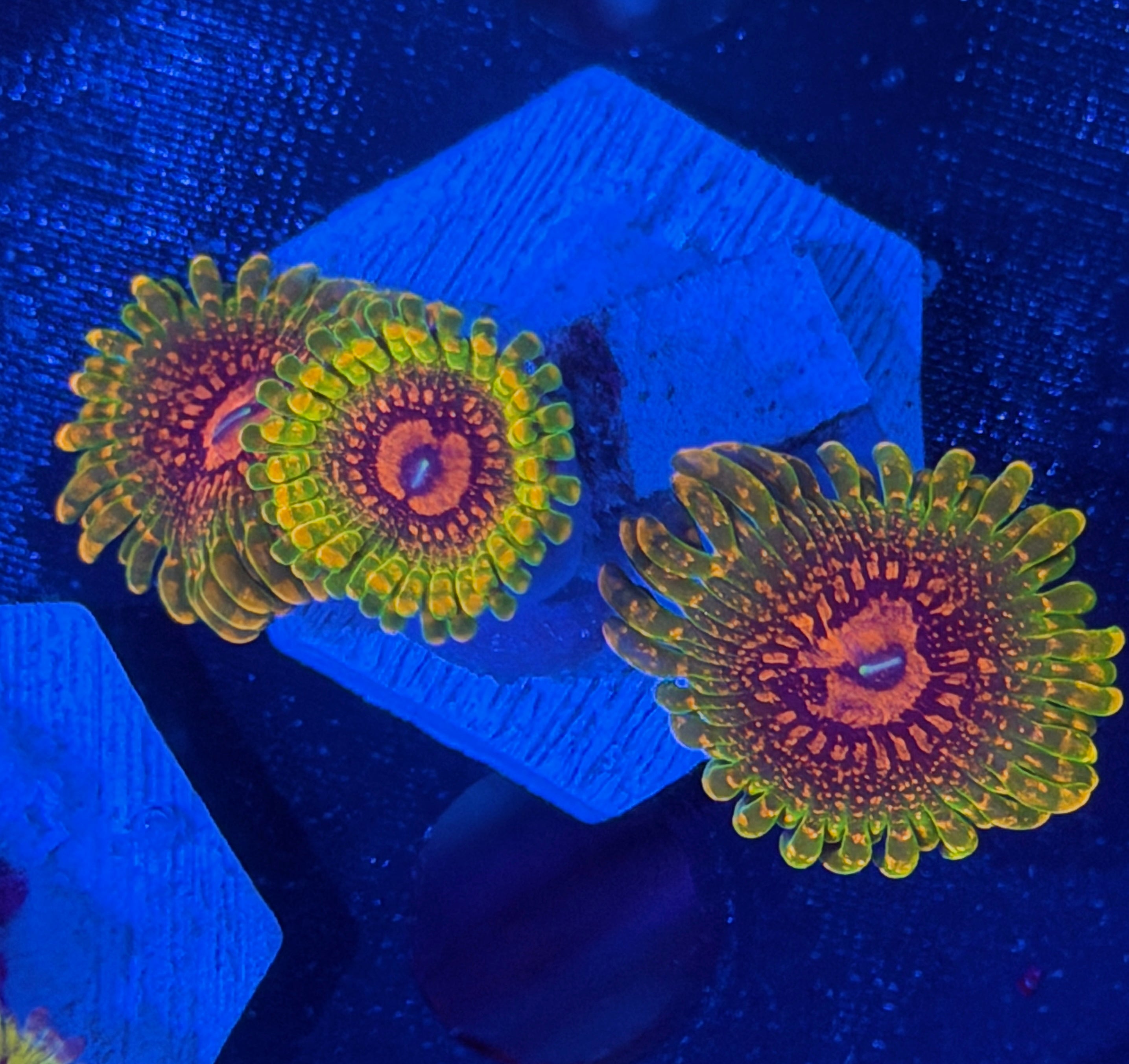 GMK Grand Master Krakatoa Zoanthid 3 XL Polyp 12/1