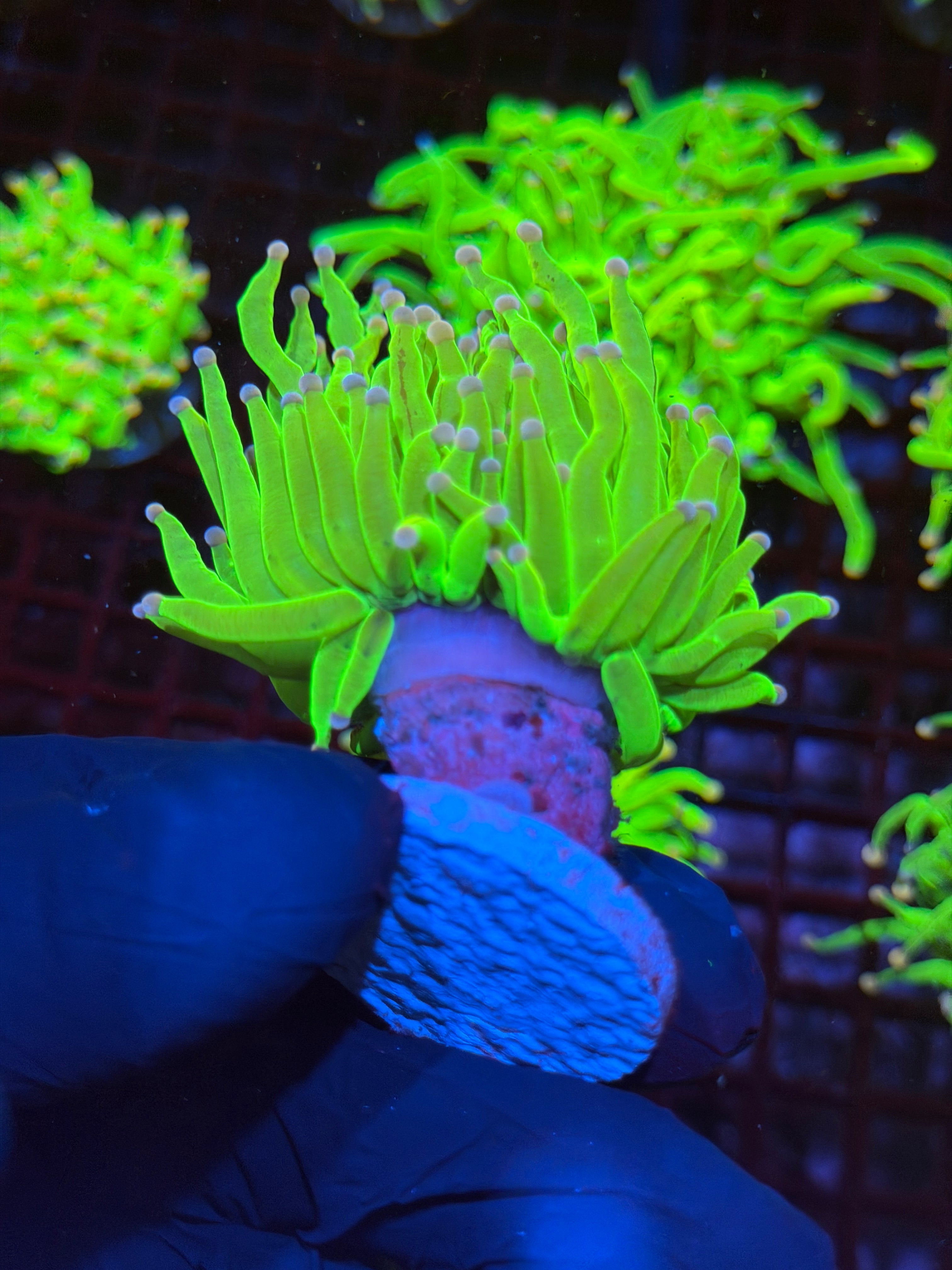 JEA Drama Queen Holy Grail Torch Coral 1 XL Head 9/6
