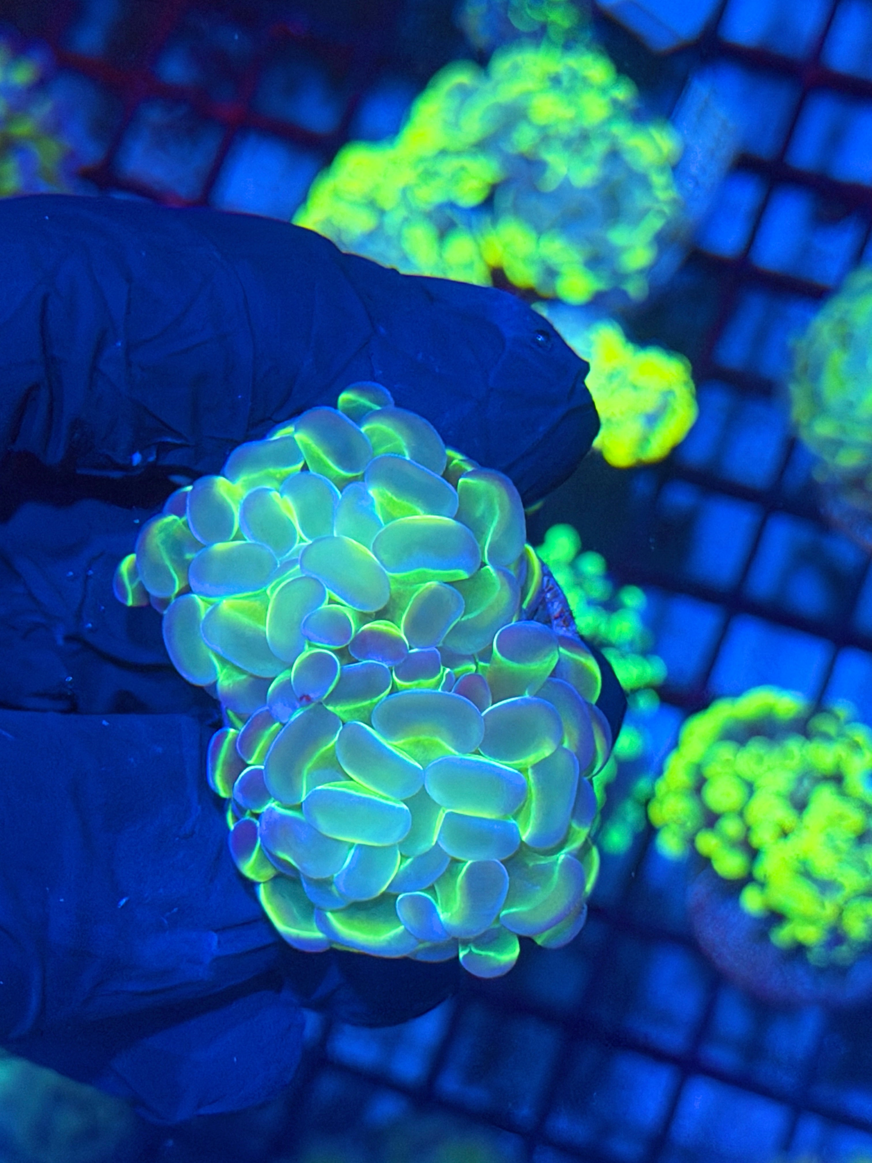 Hologram Hammer Coral 2 Heads 12/1