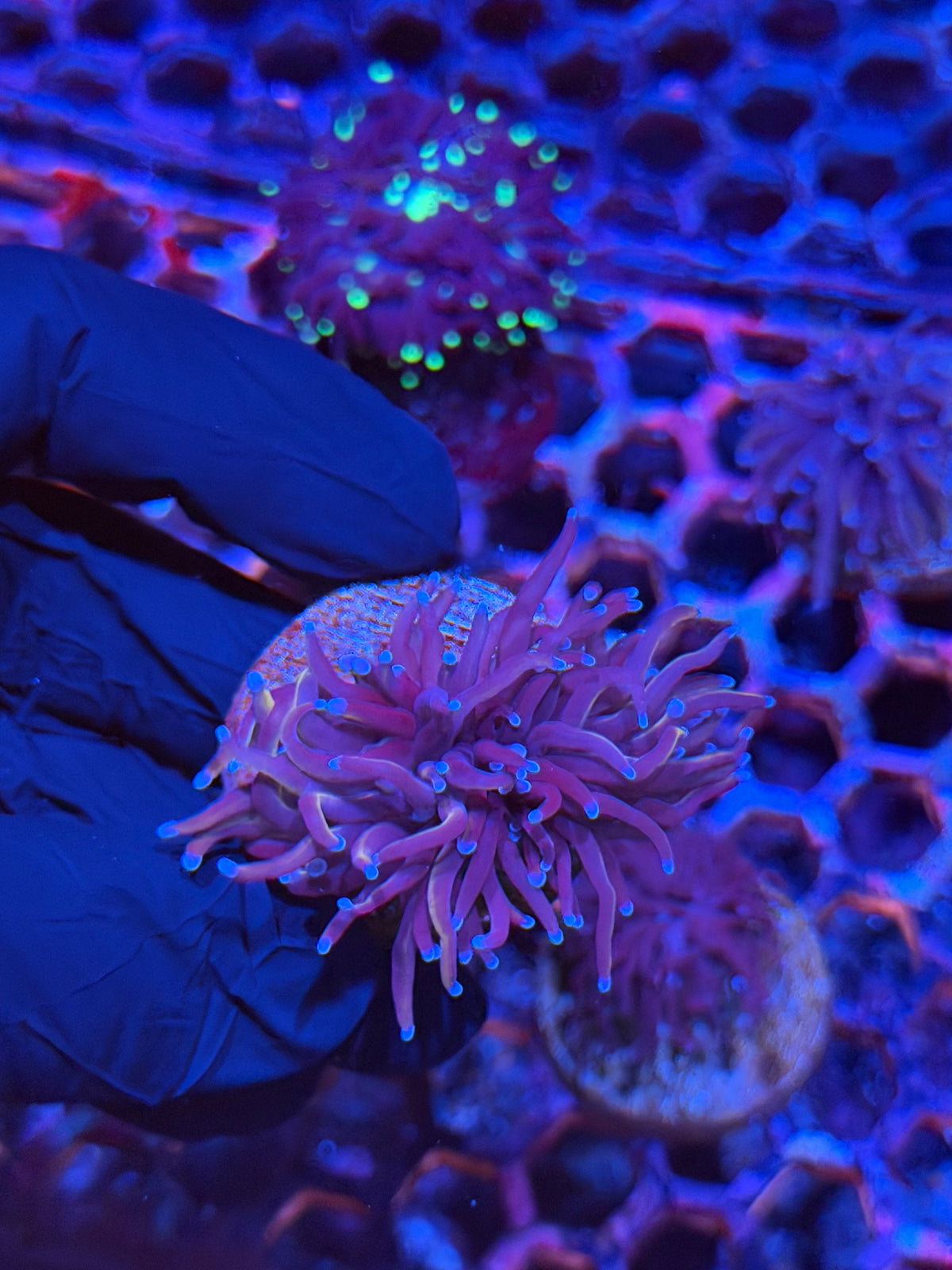 JEA Nightmare Torch Coral 1 Head 9/21