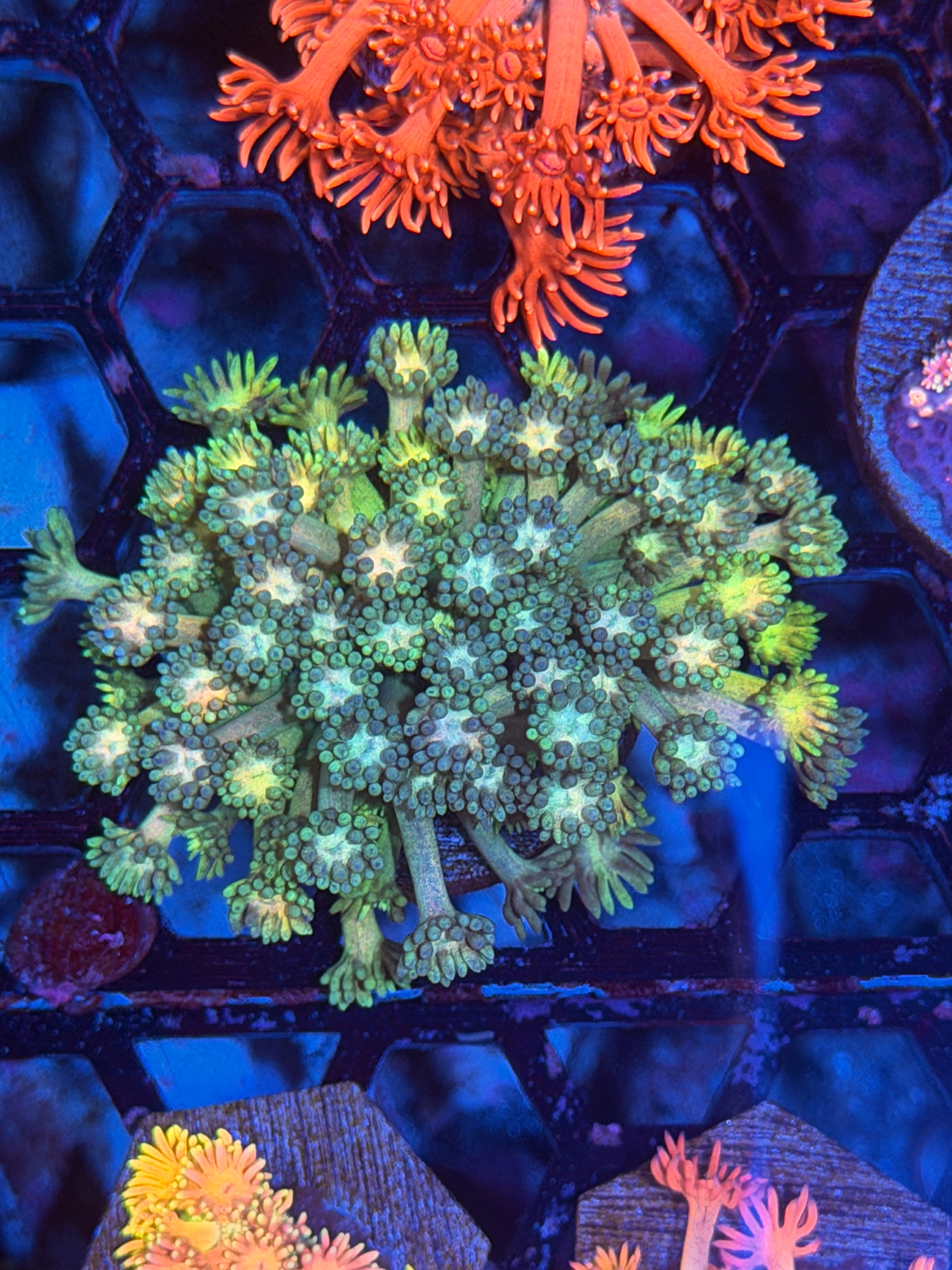 JEA Sprite Goniopora Coral XL Frag 12/1