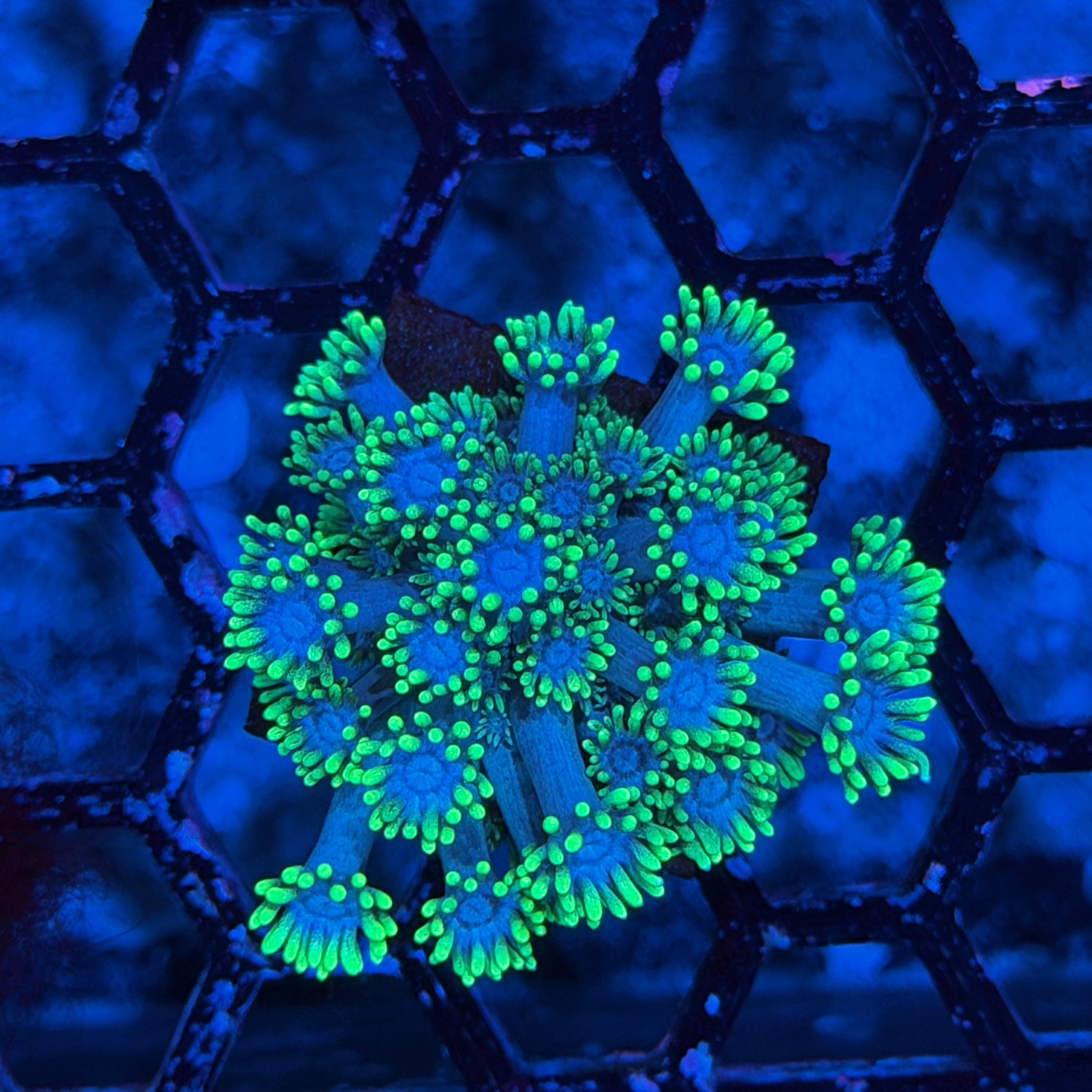 JEA Blue Dream Goniopora Coral 6/3