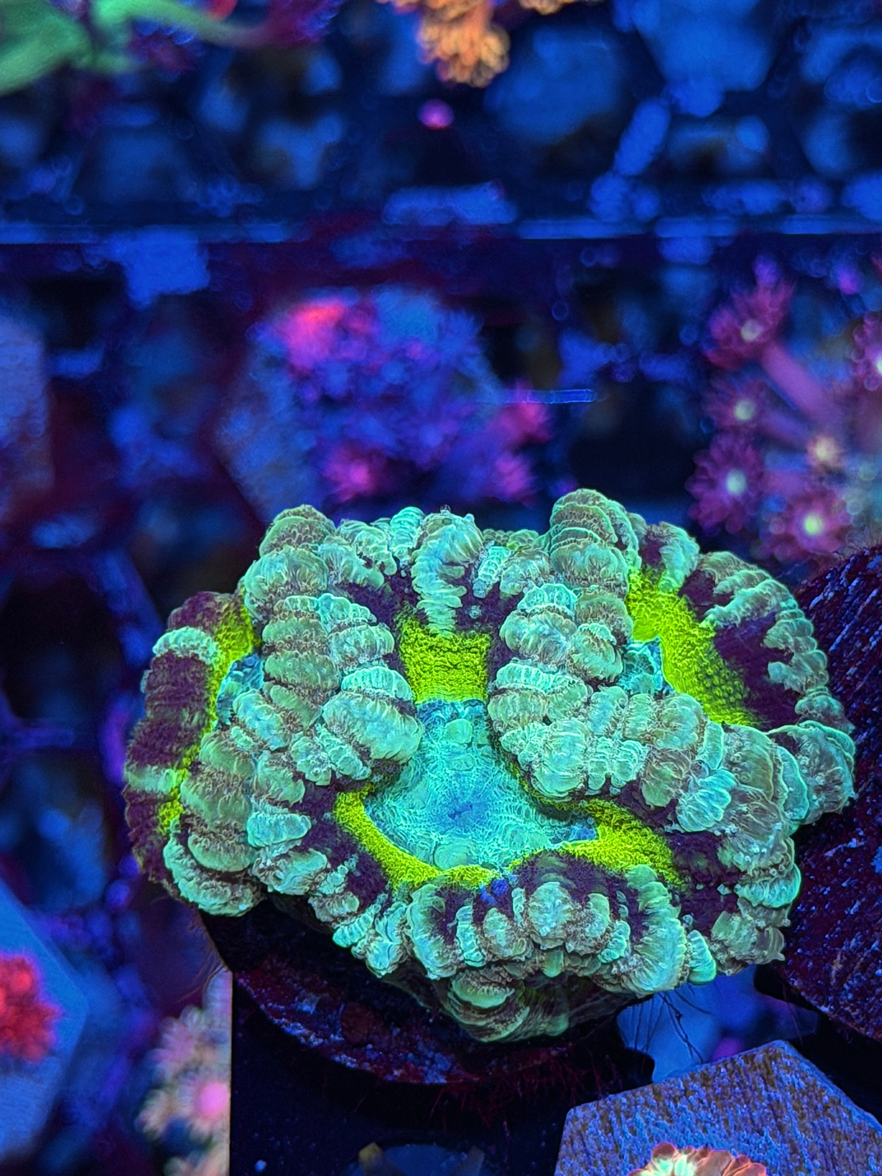 JEA Mythical Emperor Asian Acans 4 XL Heads *Last Frag Available*