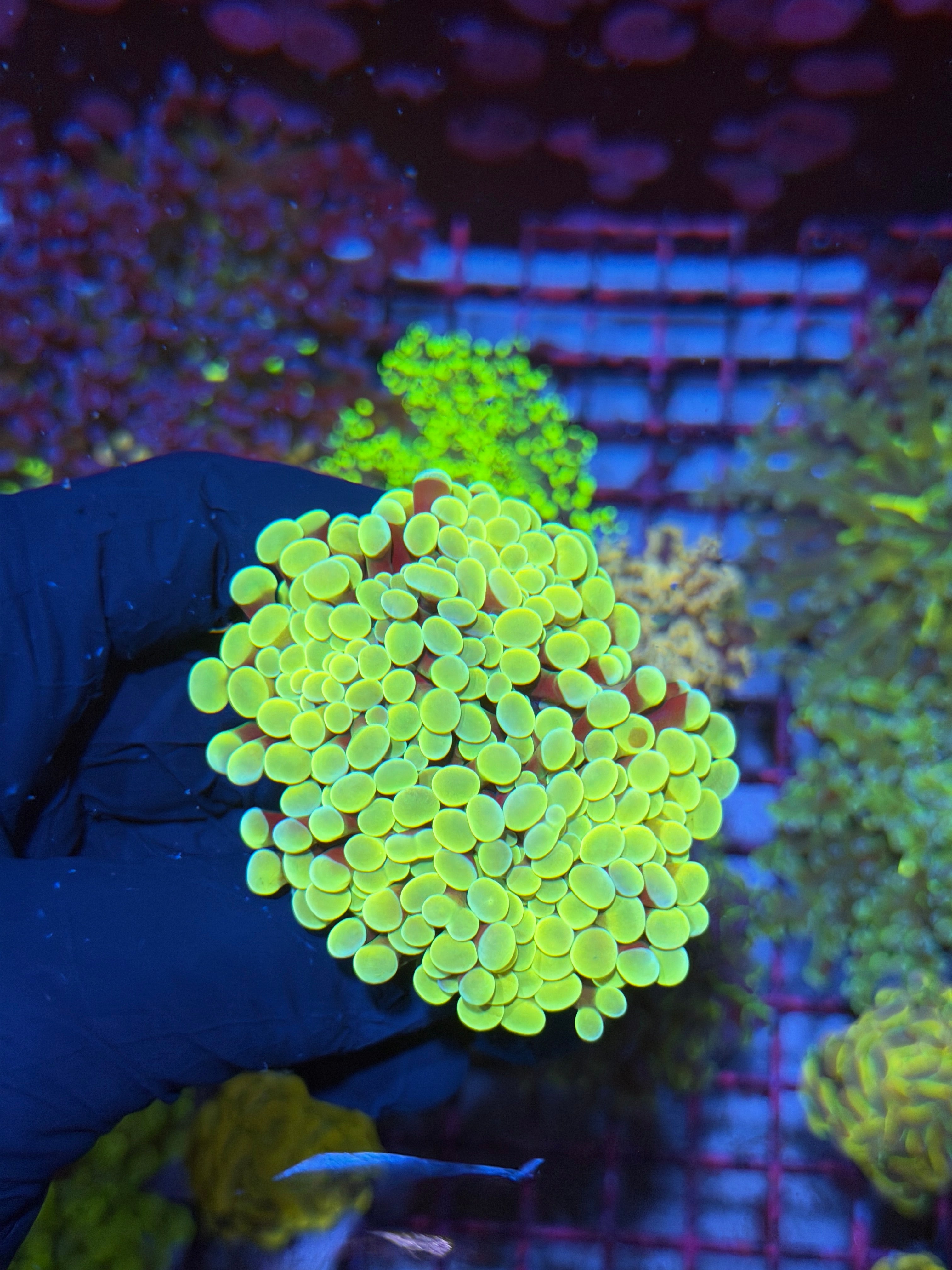 JEA Juicy Fruit Hammer Coral Mini Colony 4 Heads Splitting 7/10