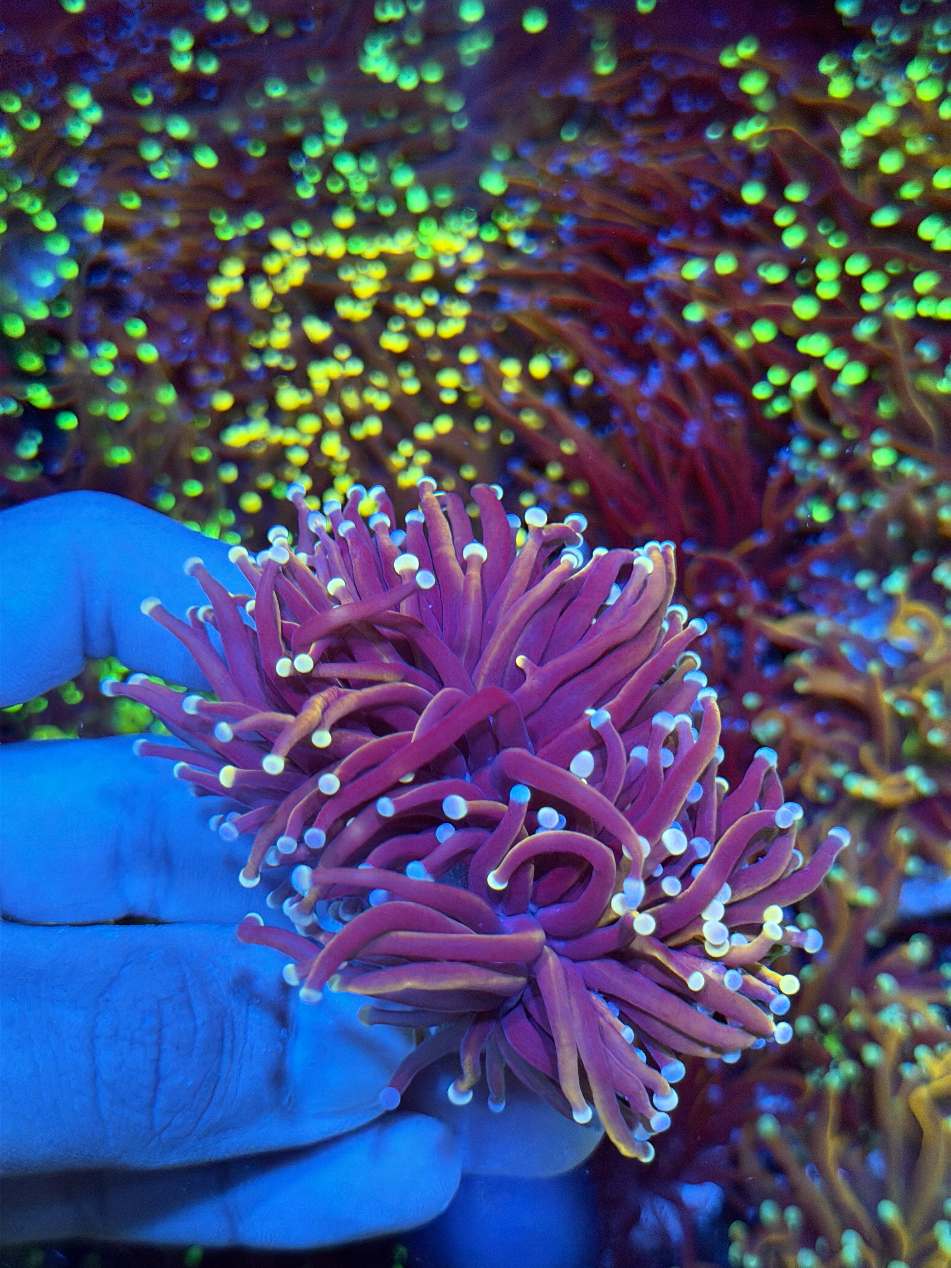 JEA Purple Rain Torch Coral 2 Heads Splitting XXL 9/6