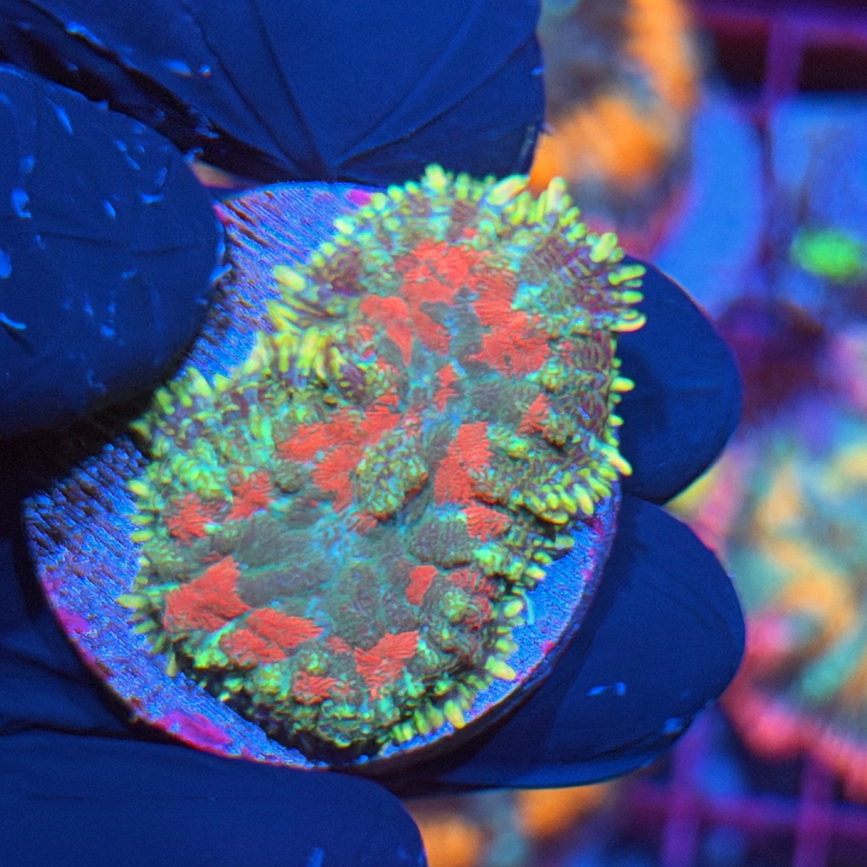 JEA Bloody Massacre Mushroom Coral XL 6/3