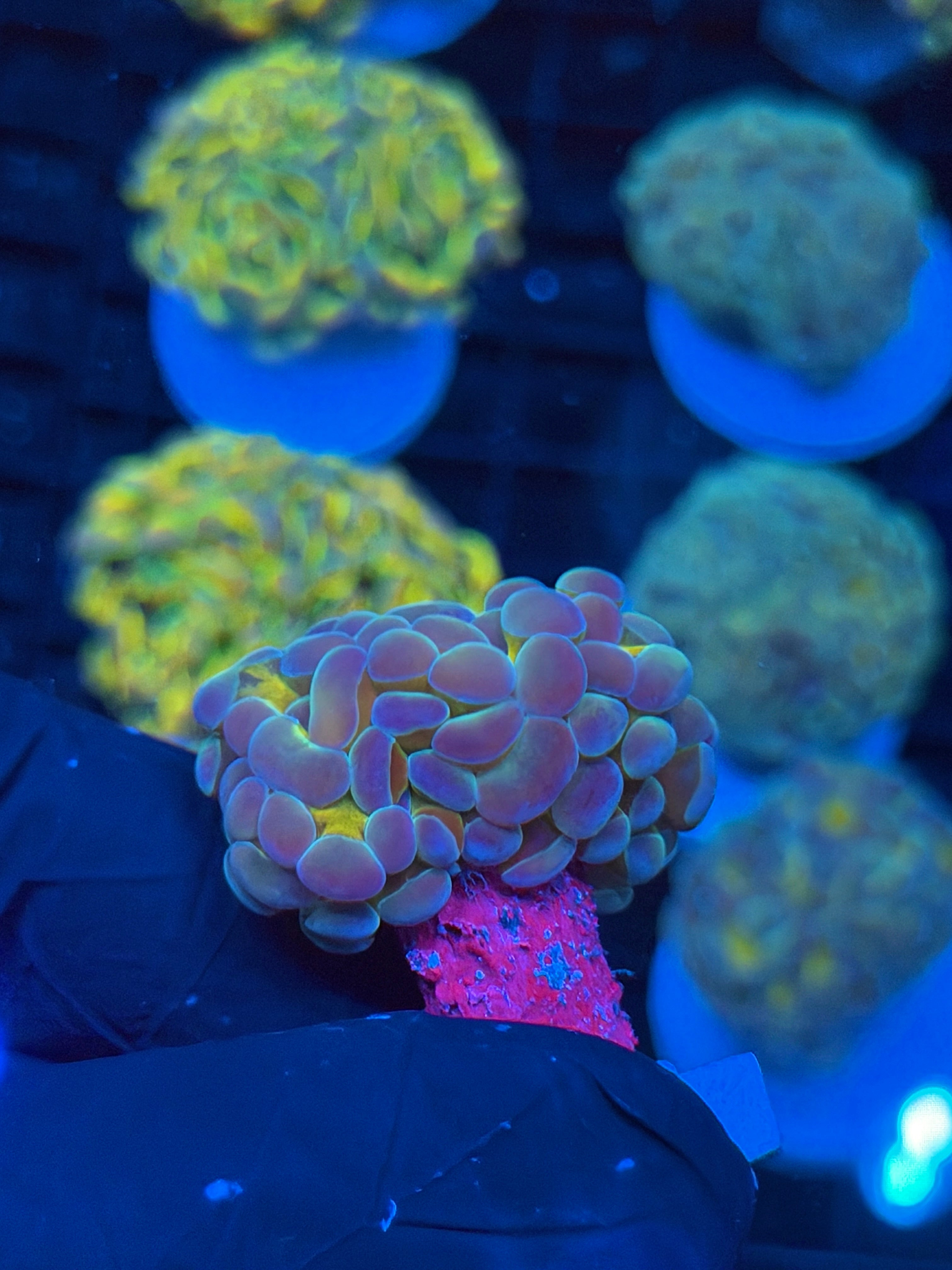 JEA Bubble Blaster Hammer Coral 1 XL Head 9/5