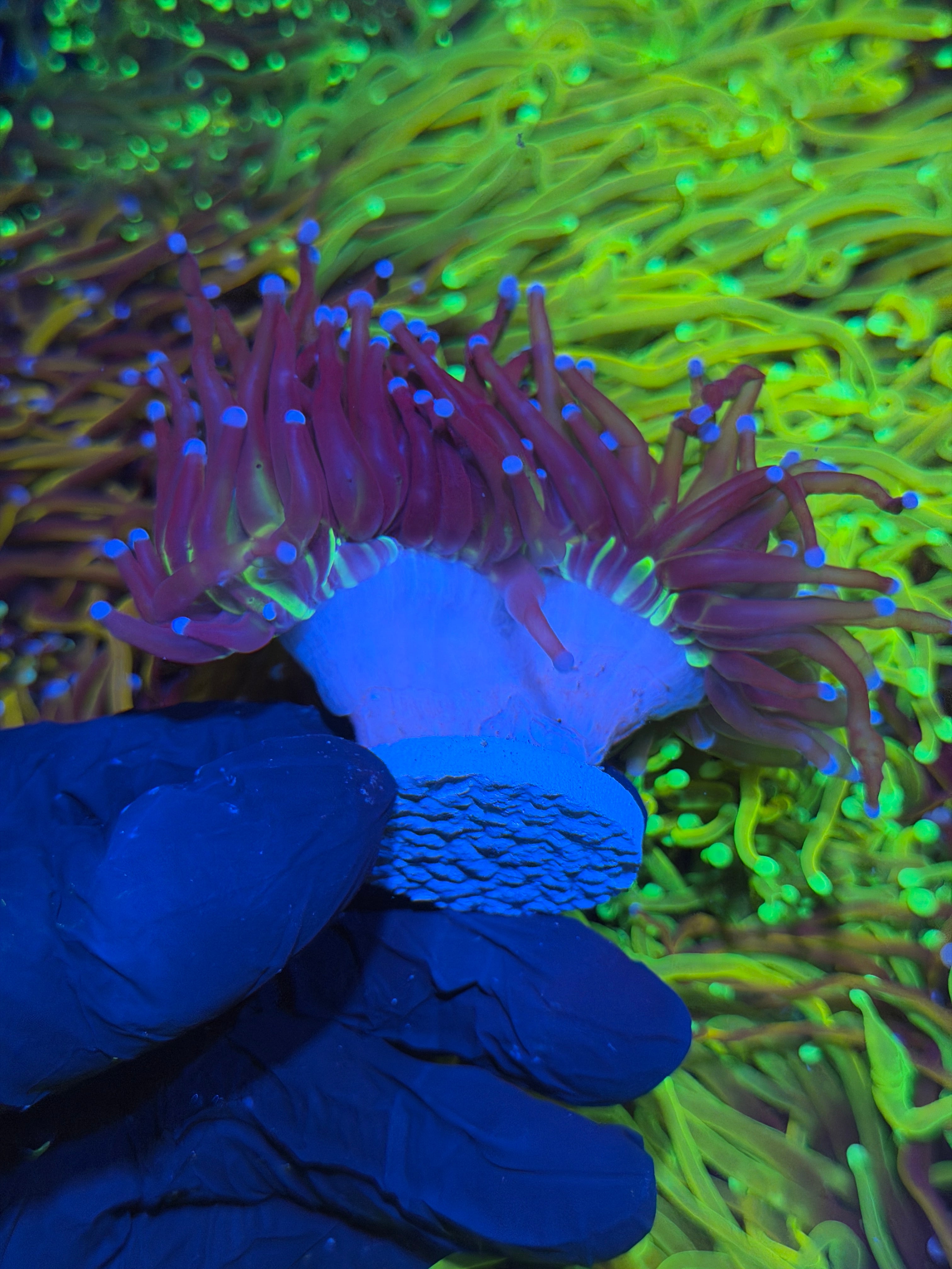 JEA Death Star Grail Torch Coral 2 Heads XXL