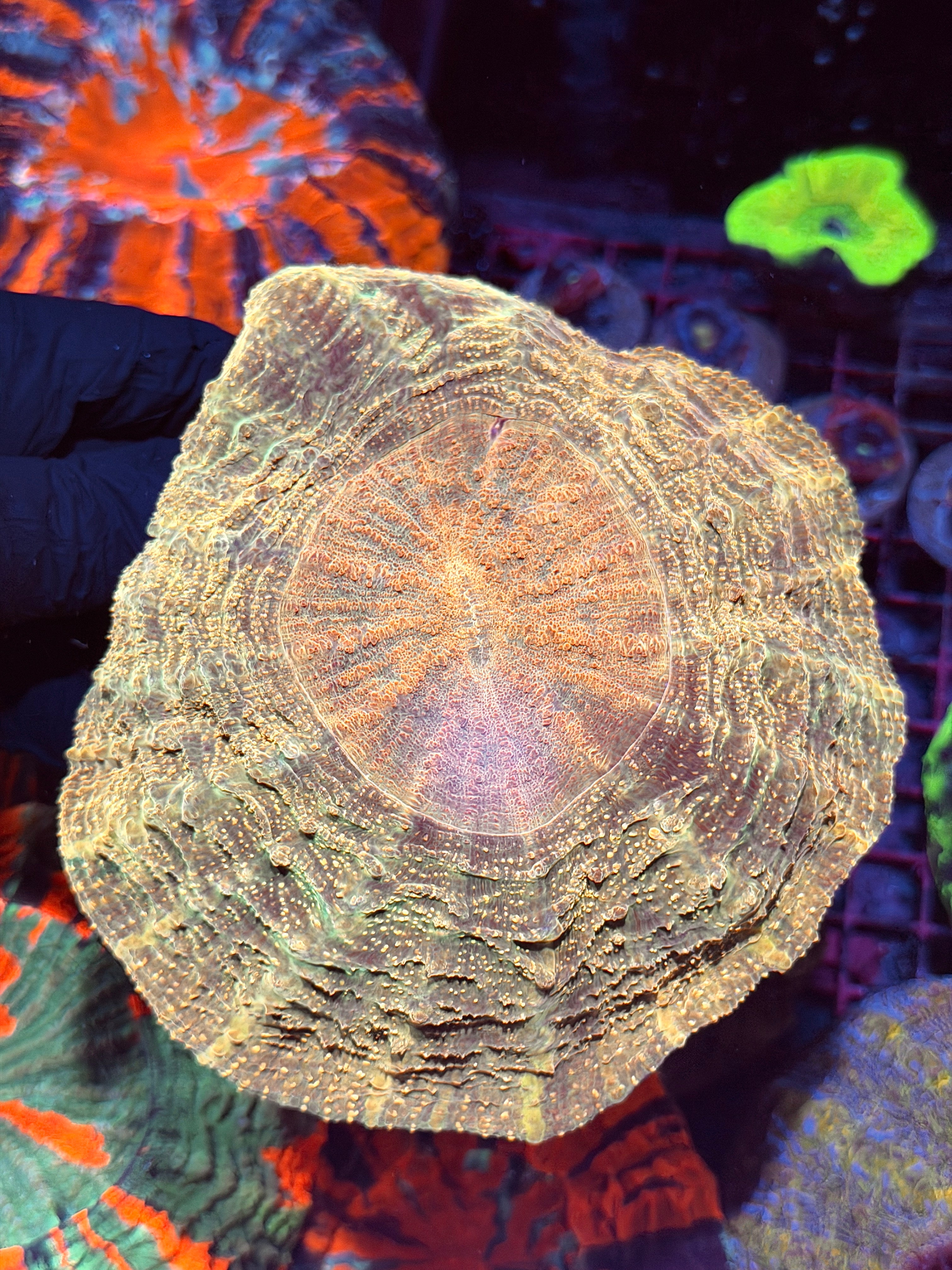 Yellow Glitter Acanthophyllia Meat Coral XL BRIGHT 8/24