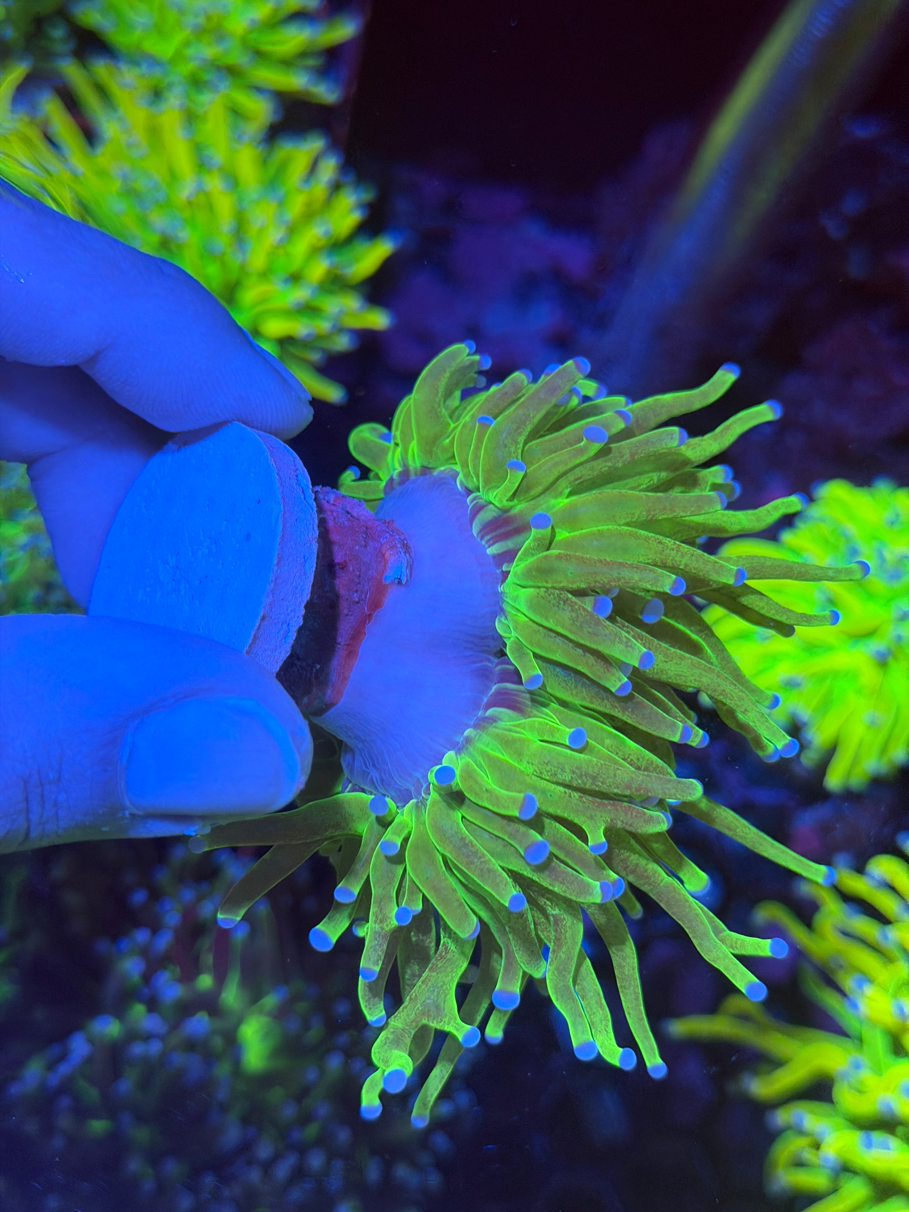 JEA Grafted Glitter Holy Grail Torch Coral 2 Heads Splitting XXL 12/1