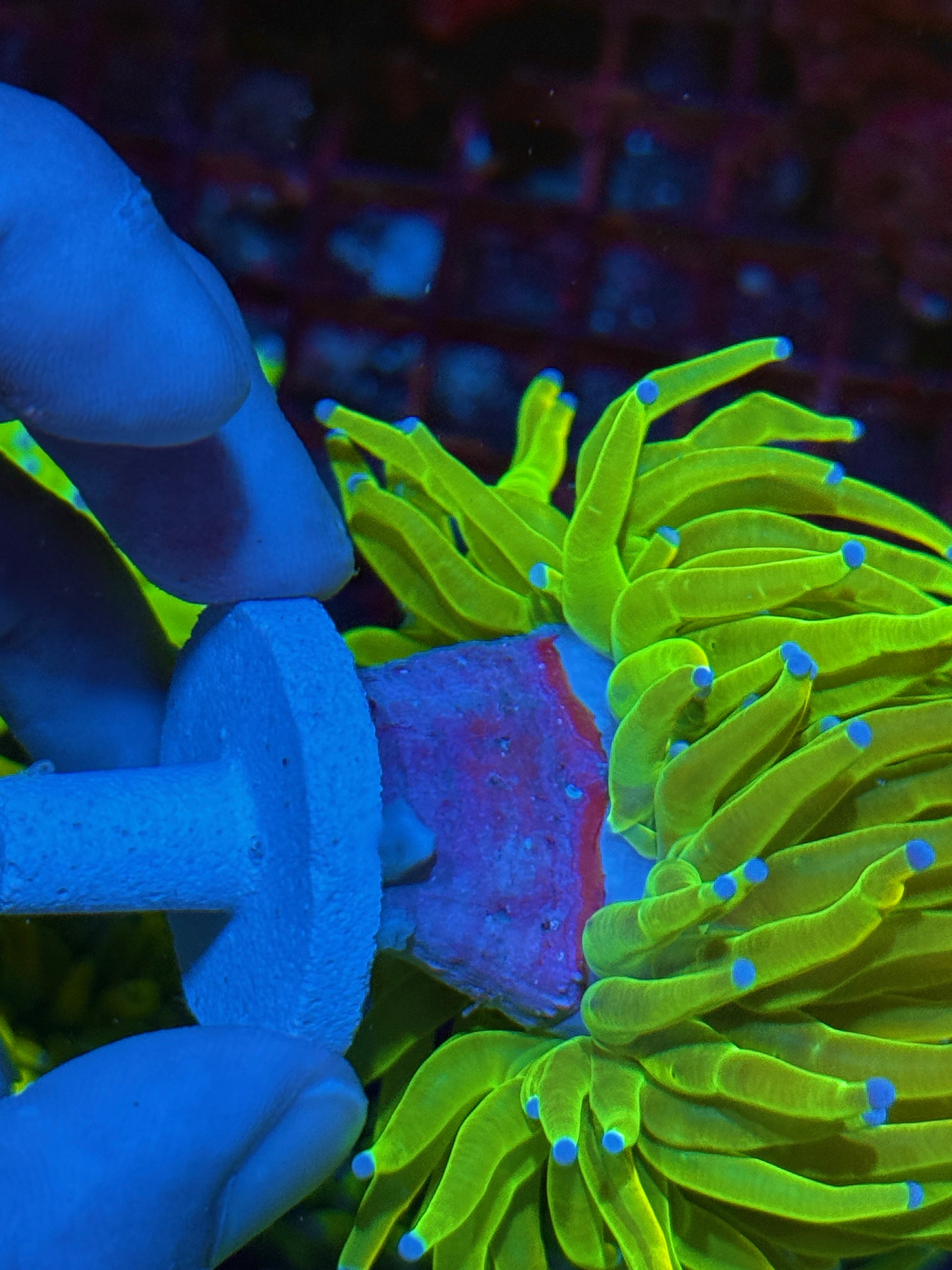 JEA 24K Holy Grail Torch Coral 2 Heads Splitting XXL