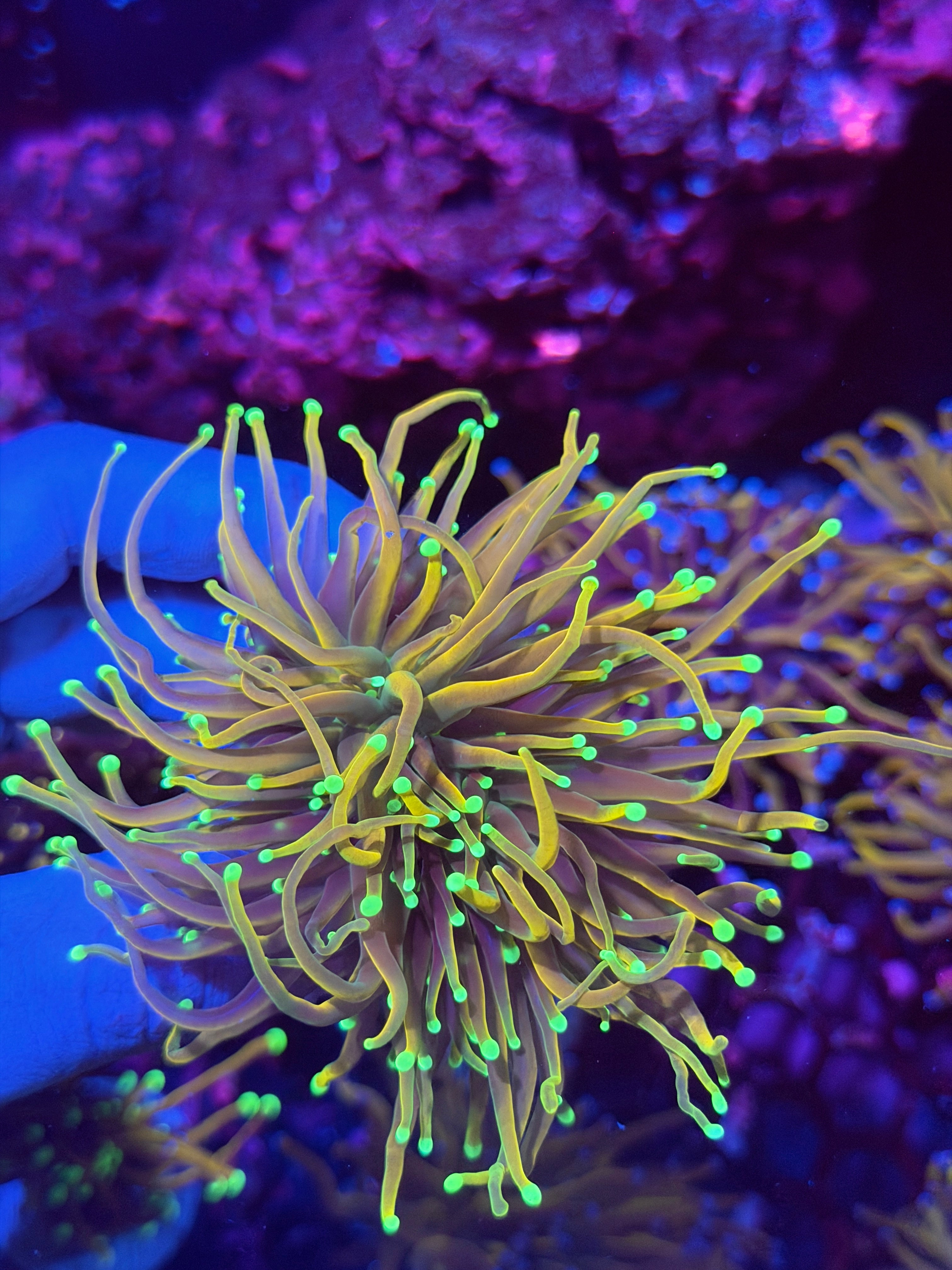 CC 21 Tails Torch Coral 3 Heads XXL 11/28