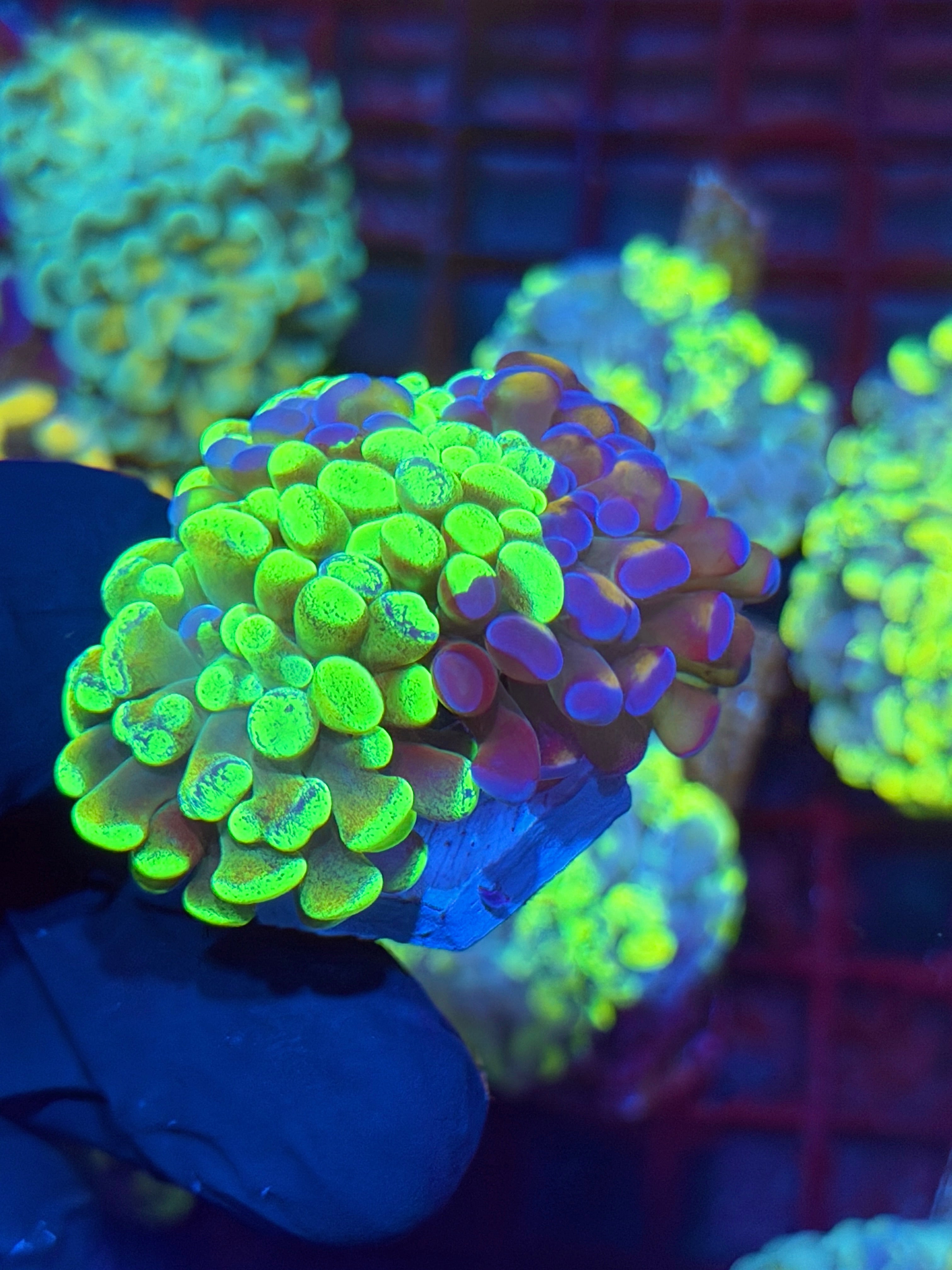 JEA Grafted Splatter Hammer Coral XXL 2 Heads Splitting