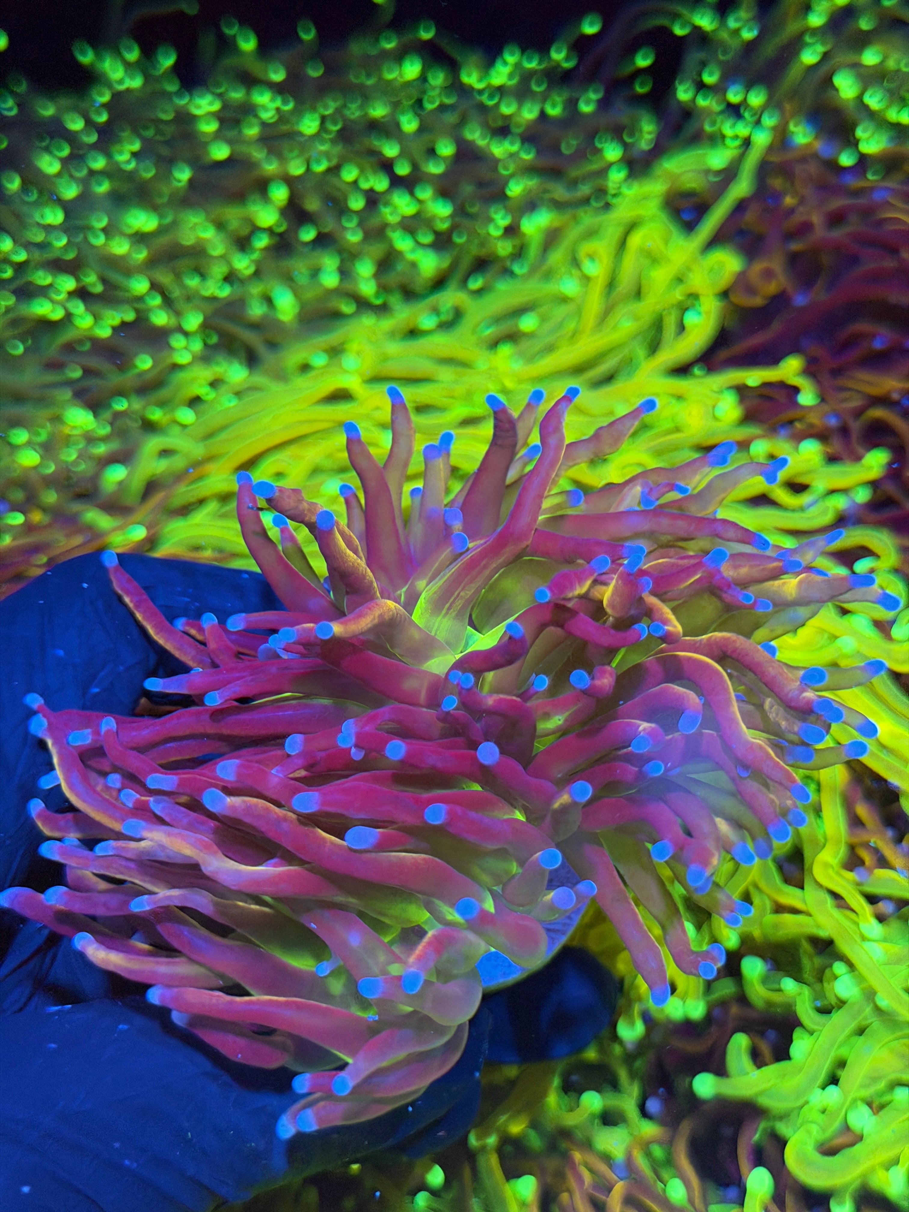 JEA Dragon God Torch Coral Splitting 2 Heads XL