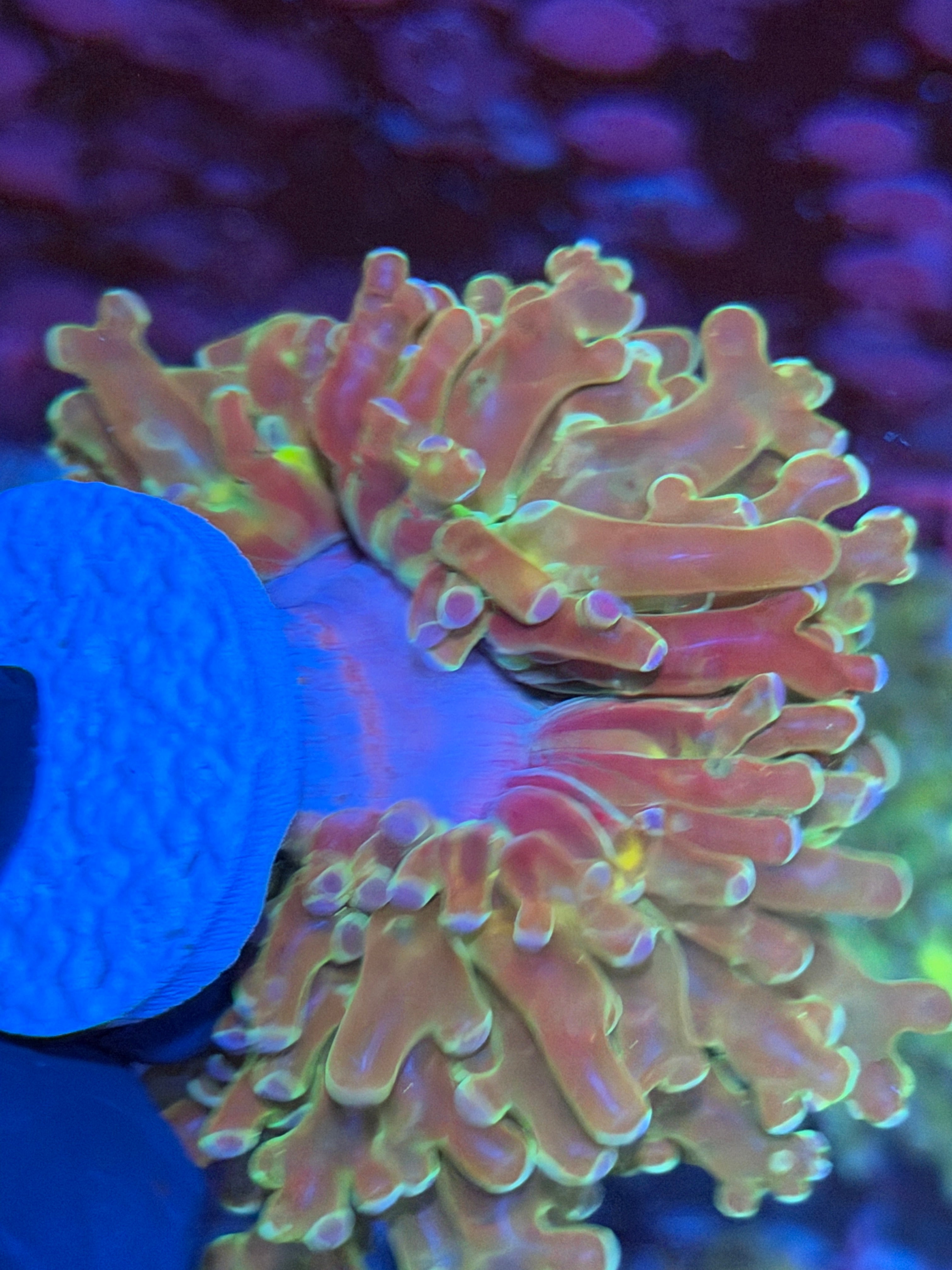 JEA Holy Relic Frogspawn Coral Splitting to 2 Heads XXXL 8/12