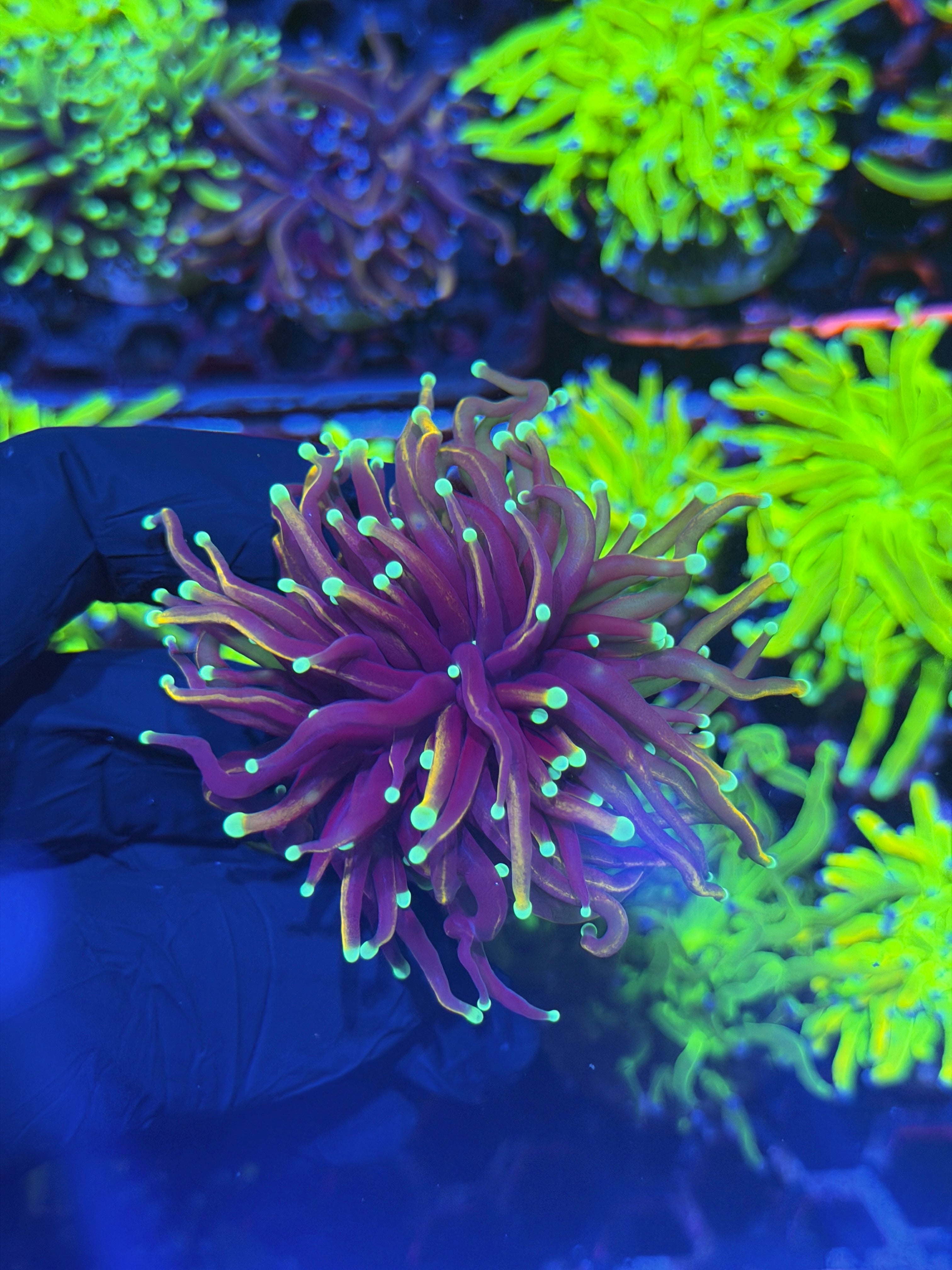JEA OG Jester Torch Coral 1 Head 7/31