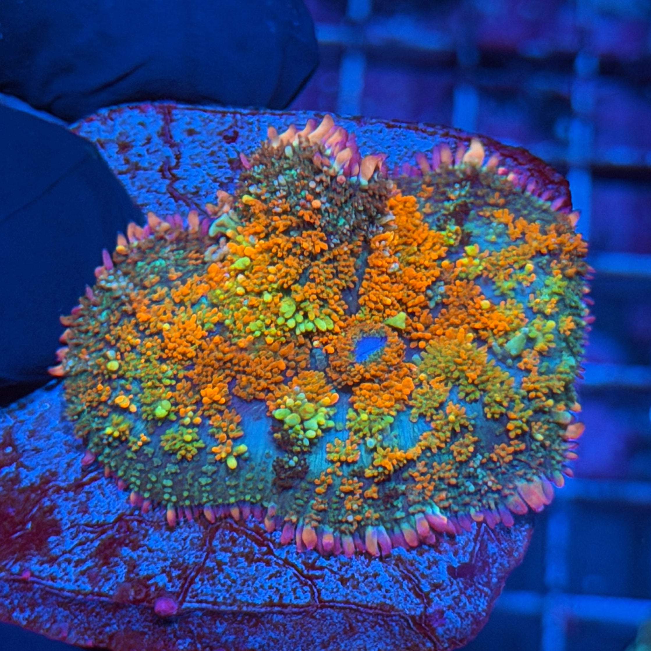 JEA Shredder Bounce Mushroom Coral XL 6/4