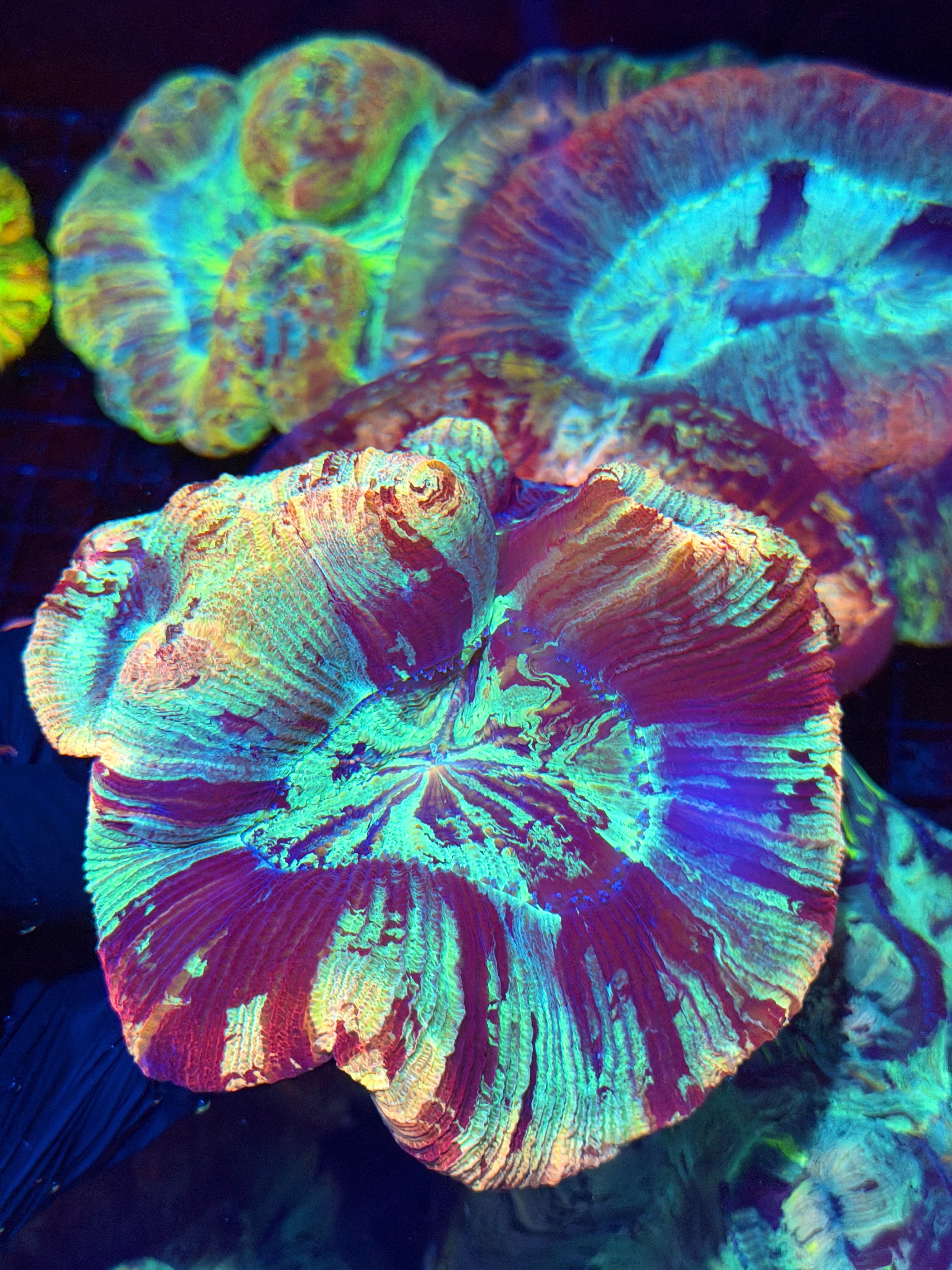 Insane Double Head Rainbow Trachyphyllia Meat Coral XXL Show Piece RARE