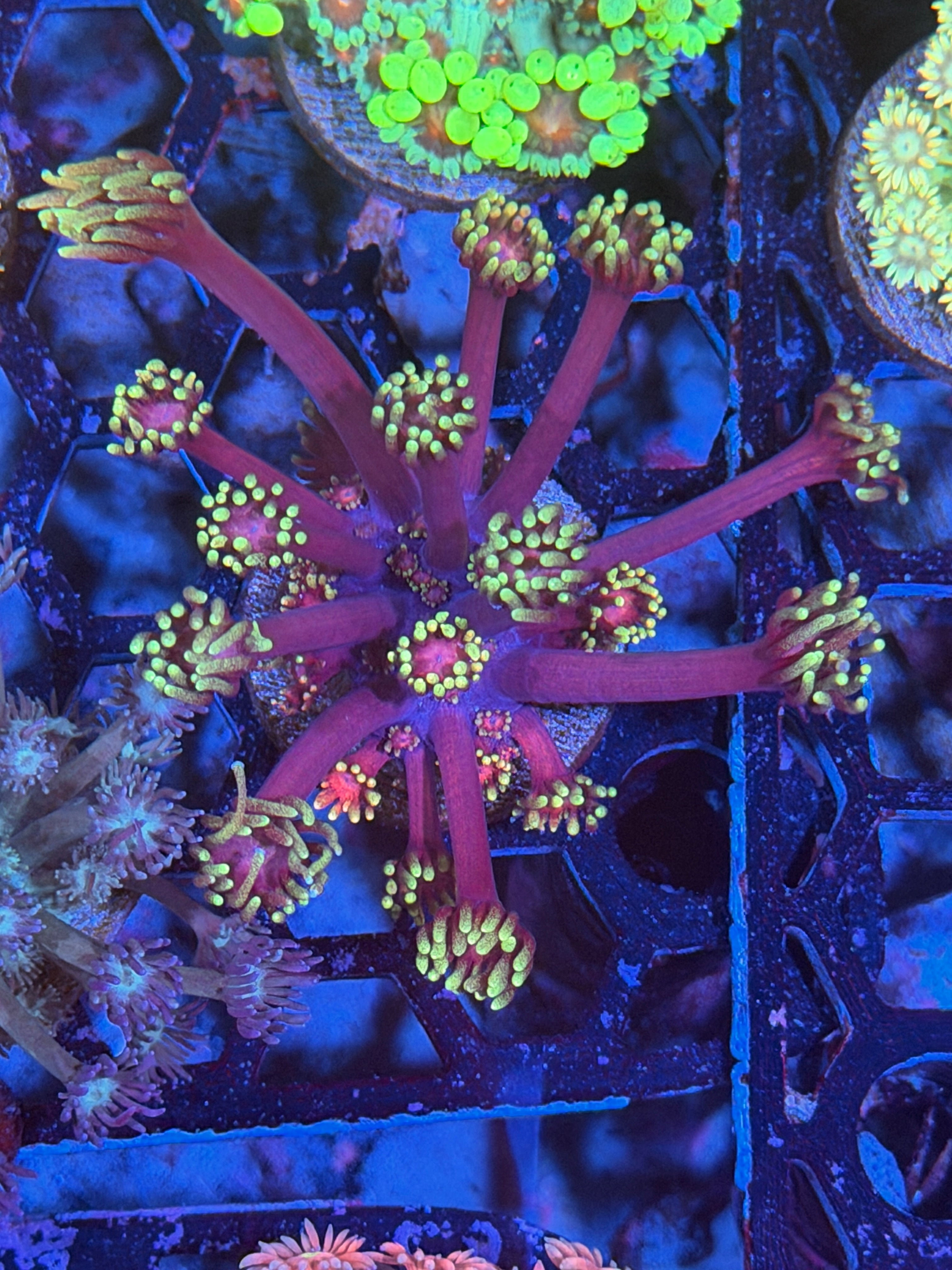 JEA Spyro Goniopora Coral XL Frag 11/28